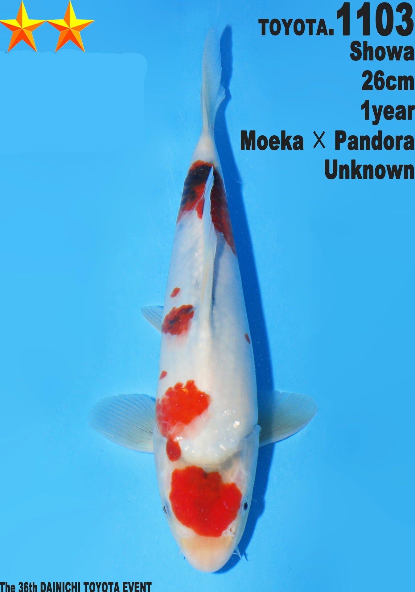 Satomi Koi - Japanese Tosai 17
