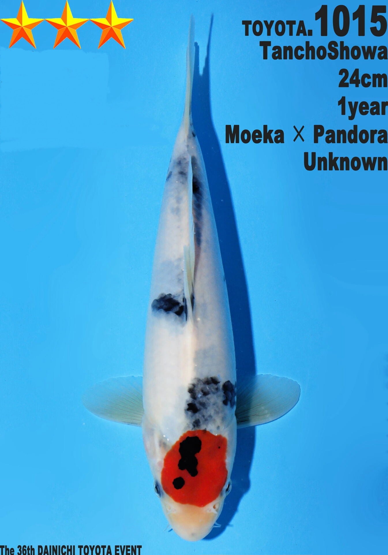 Satomi Koi - Japanese Tosai 15