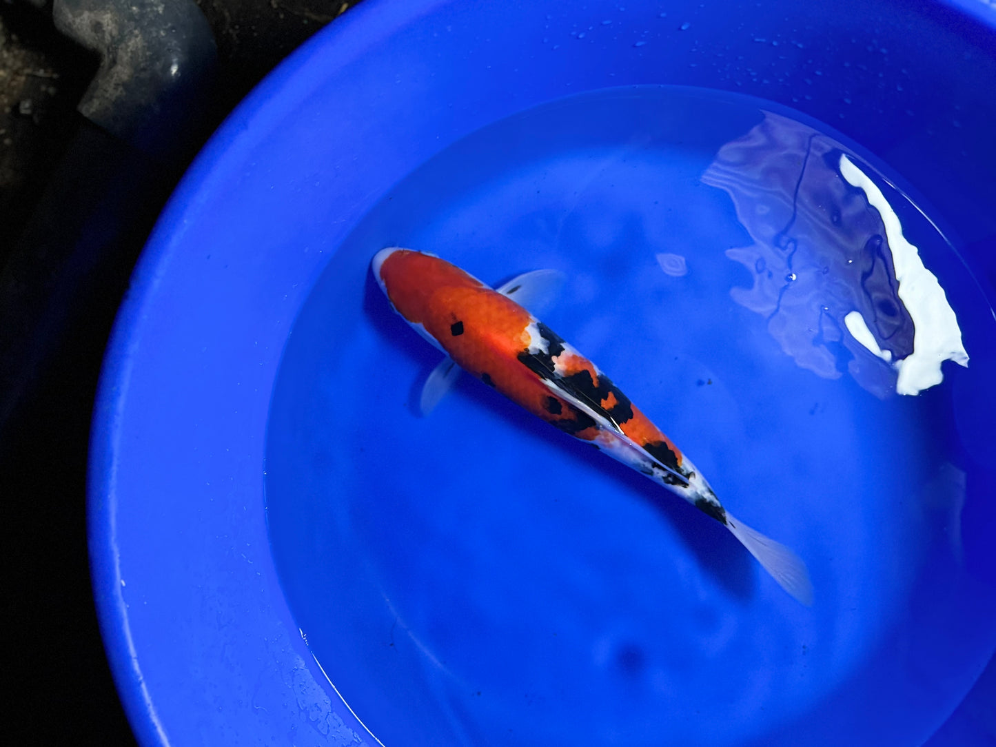 Satomi Koi - Japanese Nisai 12