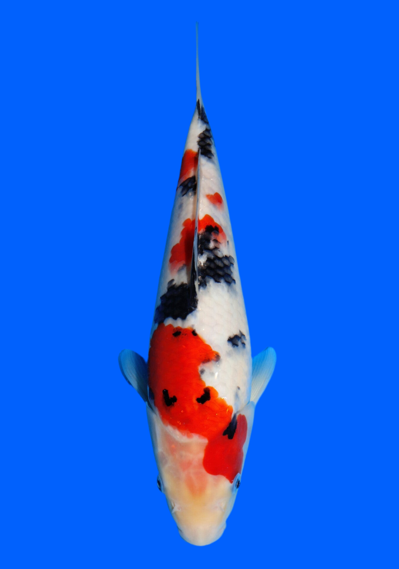 Satomi Koi - Japanese Tosai 26