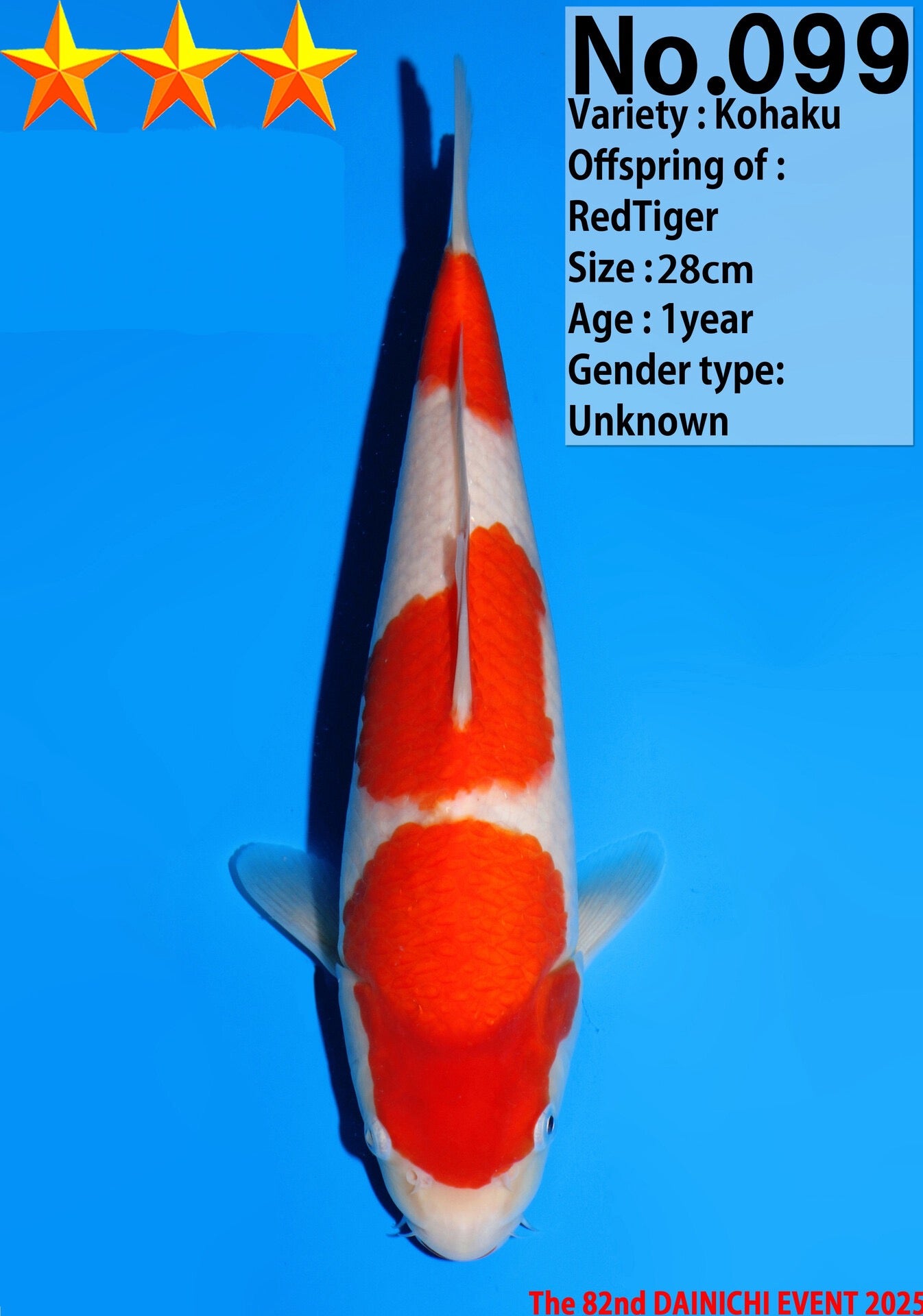 Satomi Koi - Japanese Tosai 25