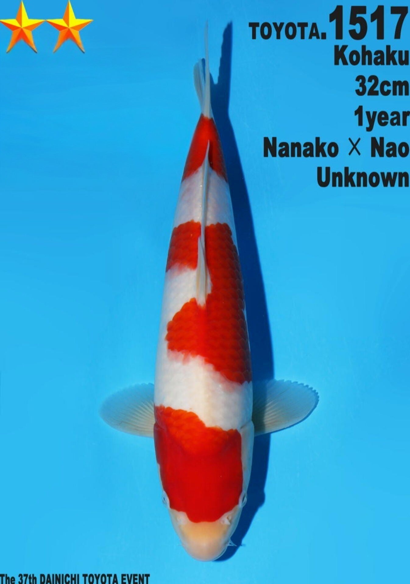 Satomi Koi - Japanese Tosai 36