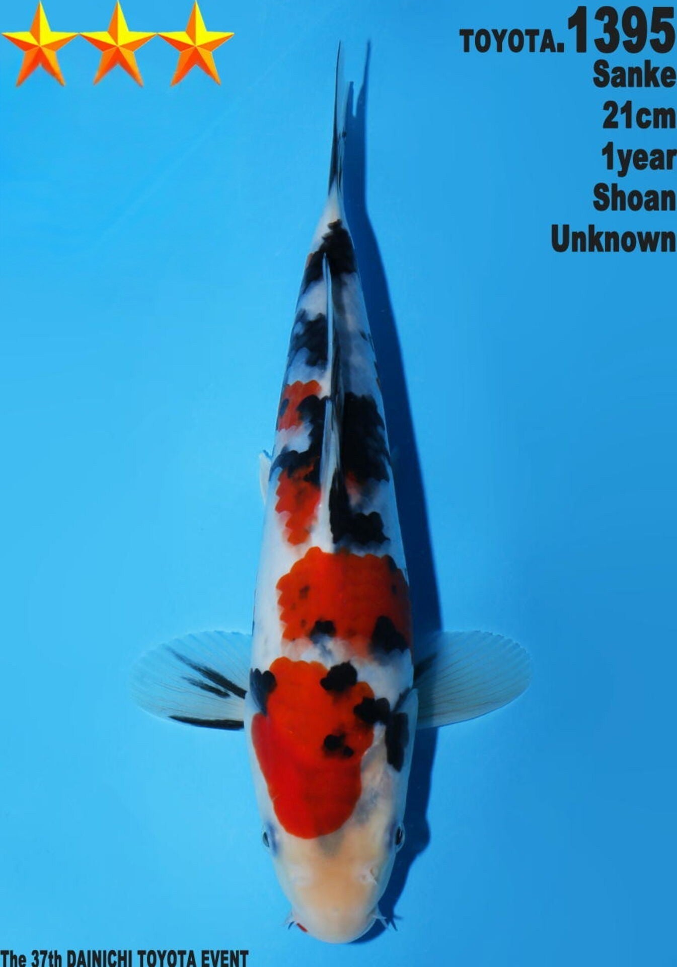 Satomi Koi - Raffle 4