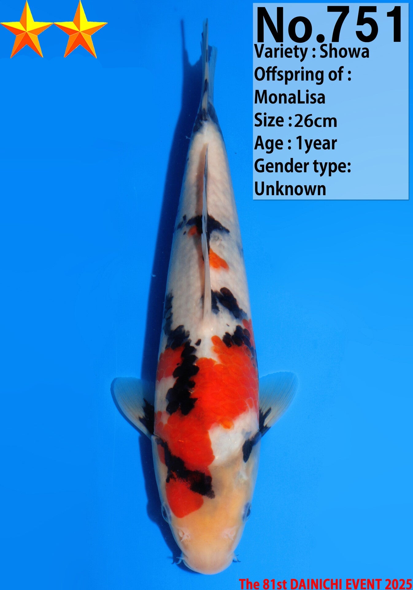 Satomi Koi - Japanese Tosai 12