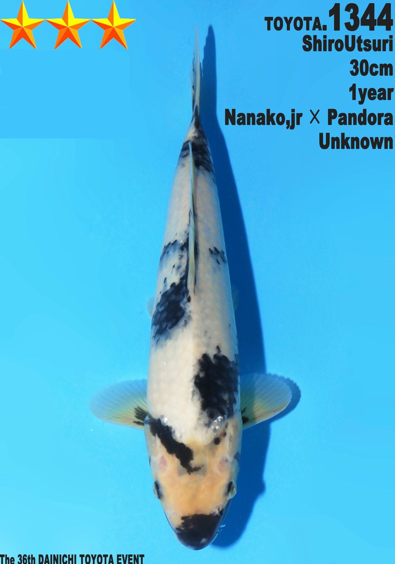 Satomi Koi - Japanese Tosai 20
