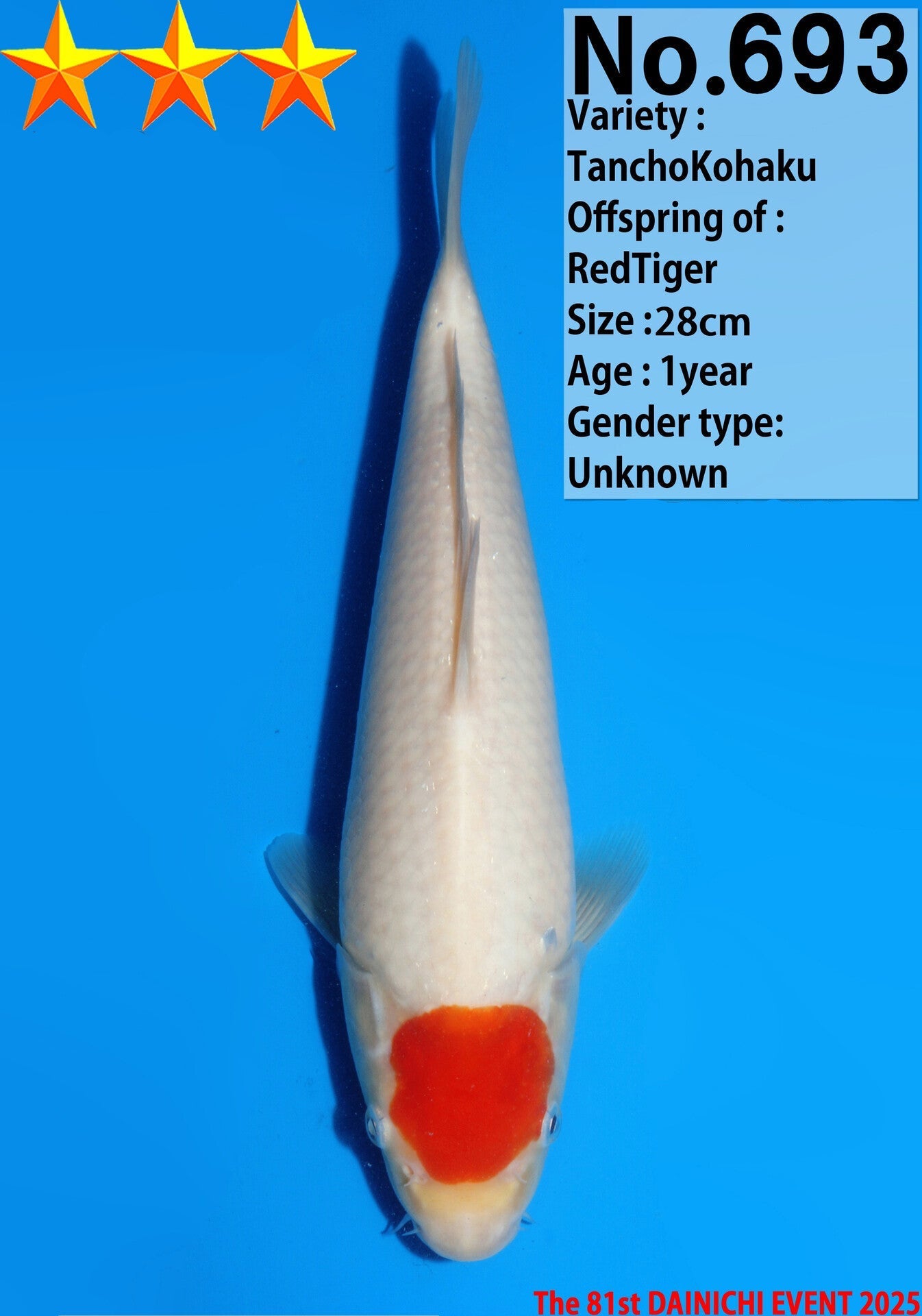 Satomi Koi - Japanese Tosai 10