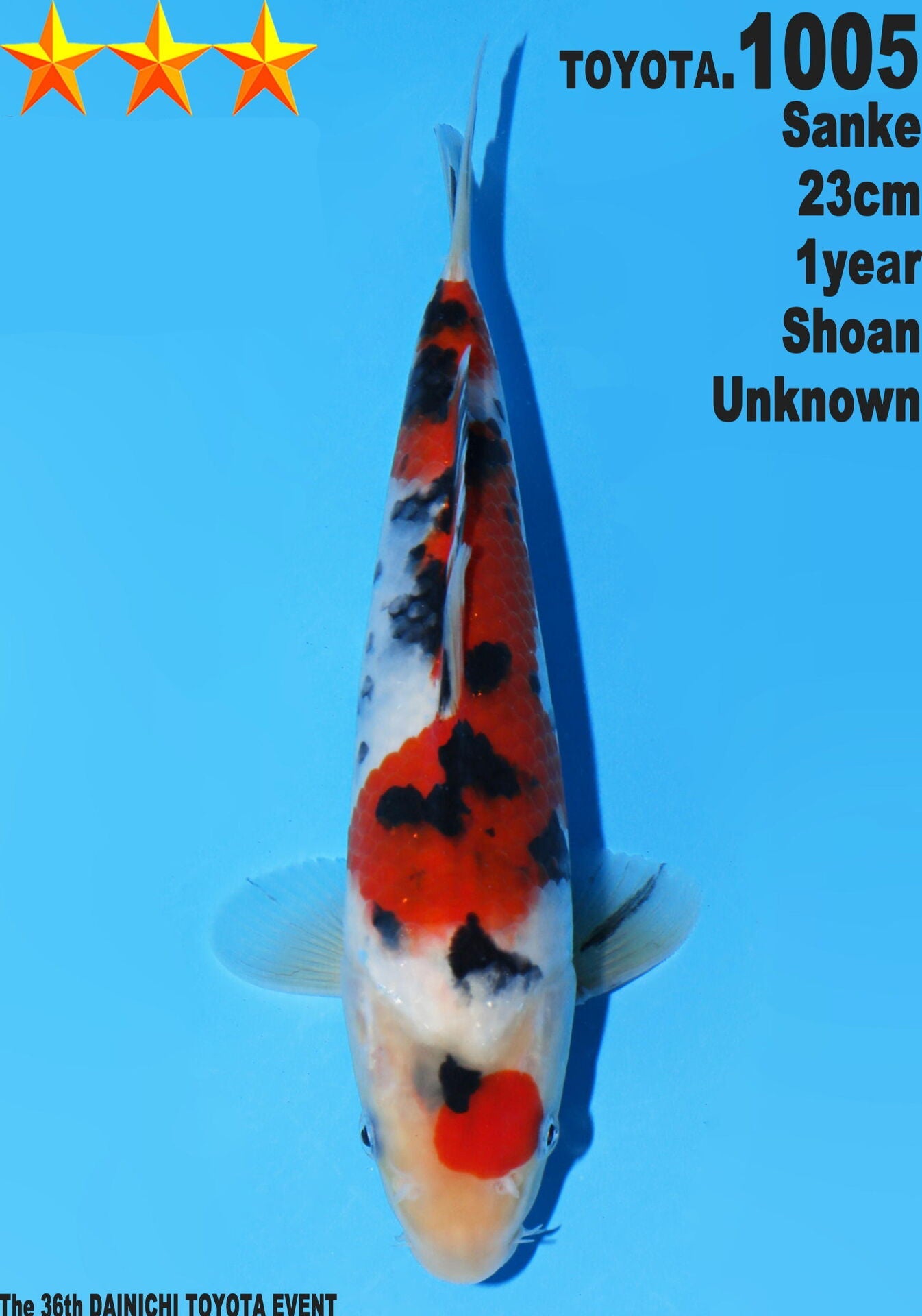 Satomi Koi - Japanese Tosai 18