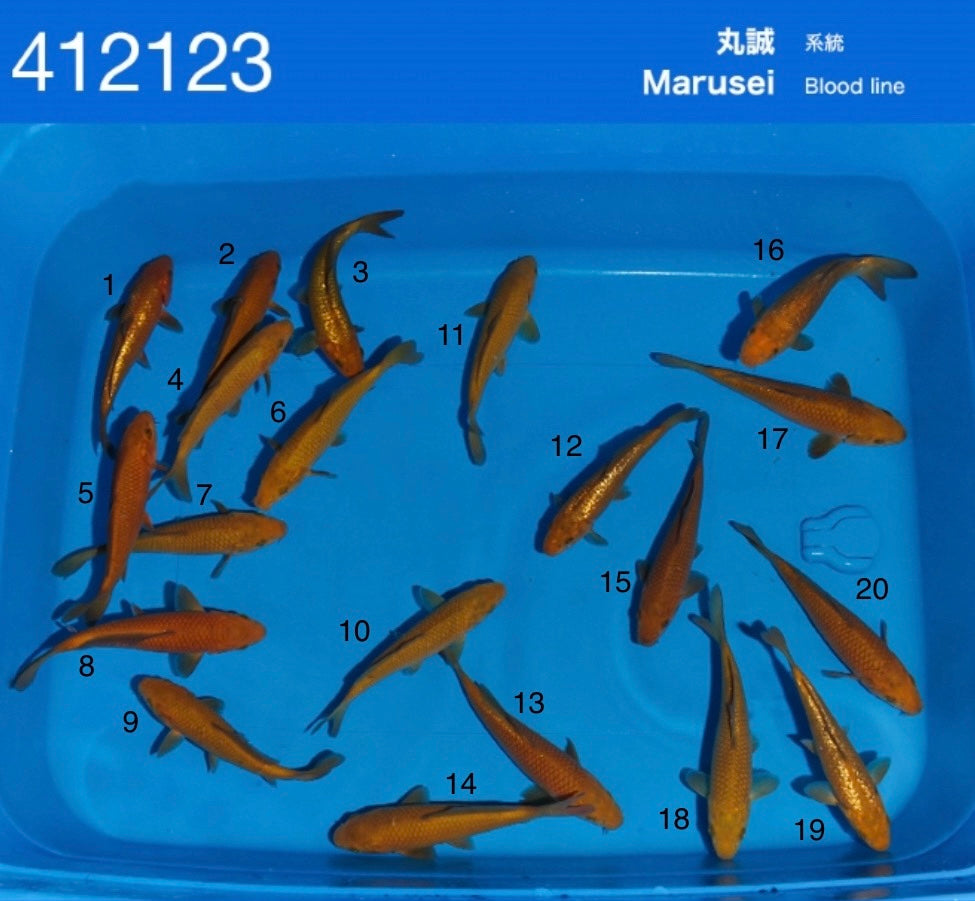 Satomi Koi - Japanese Tosai 5