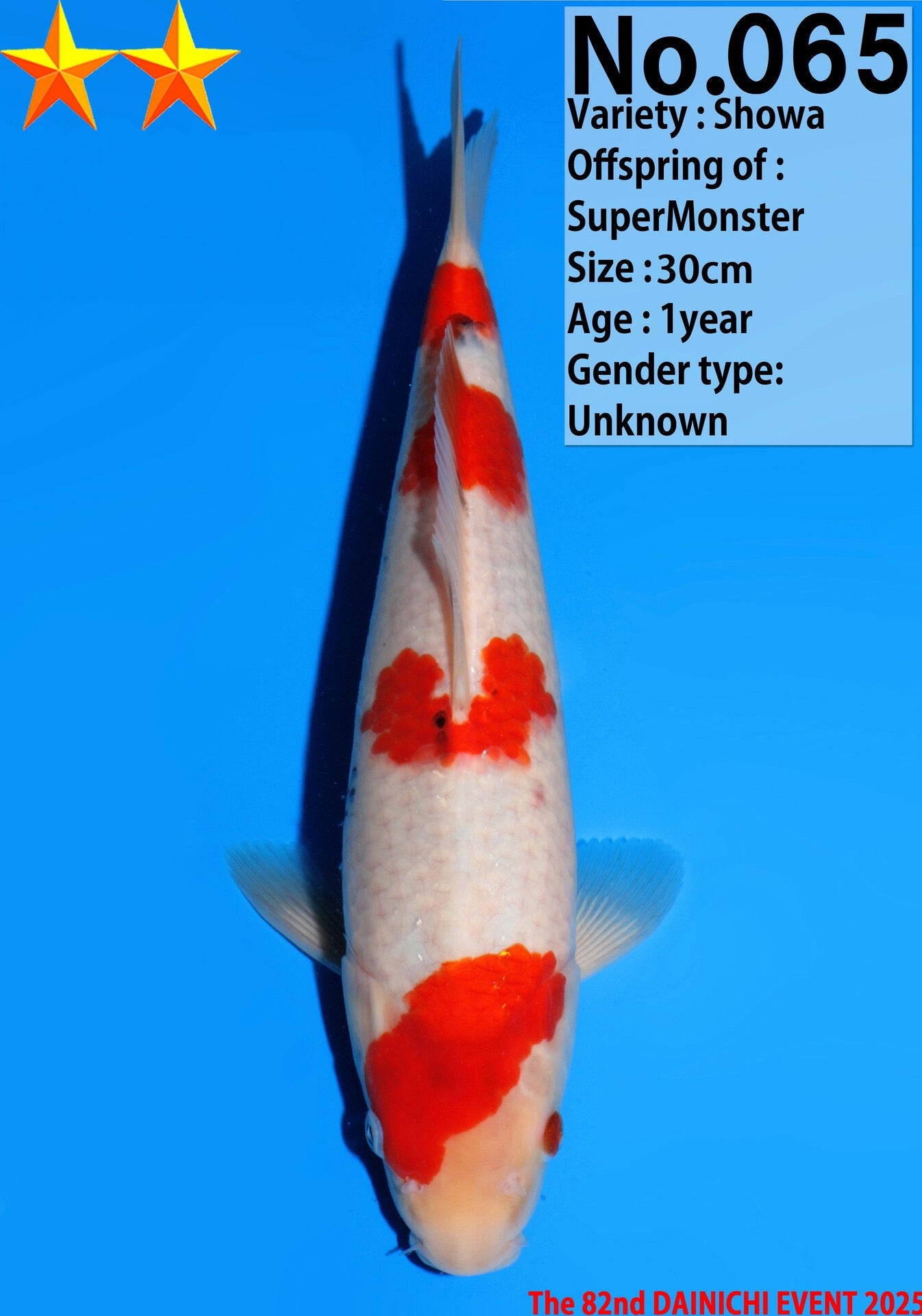 Satomi Koi - Japanese Tosai 23