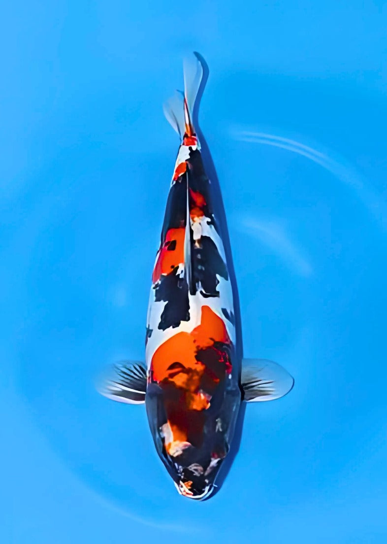 Satomi Koi - Japanese Yonsai 1