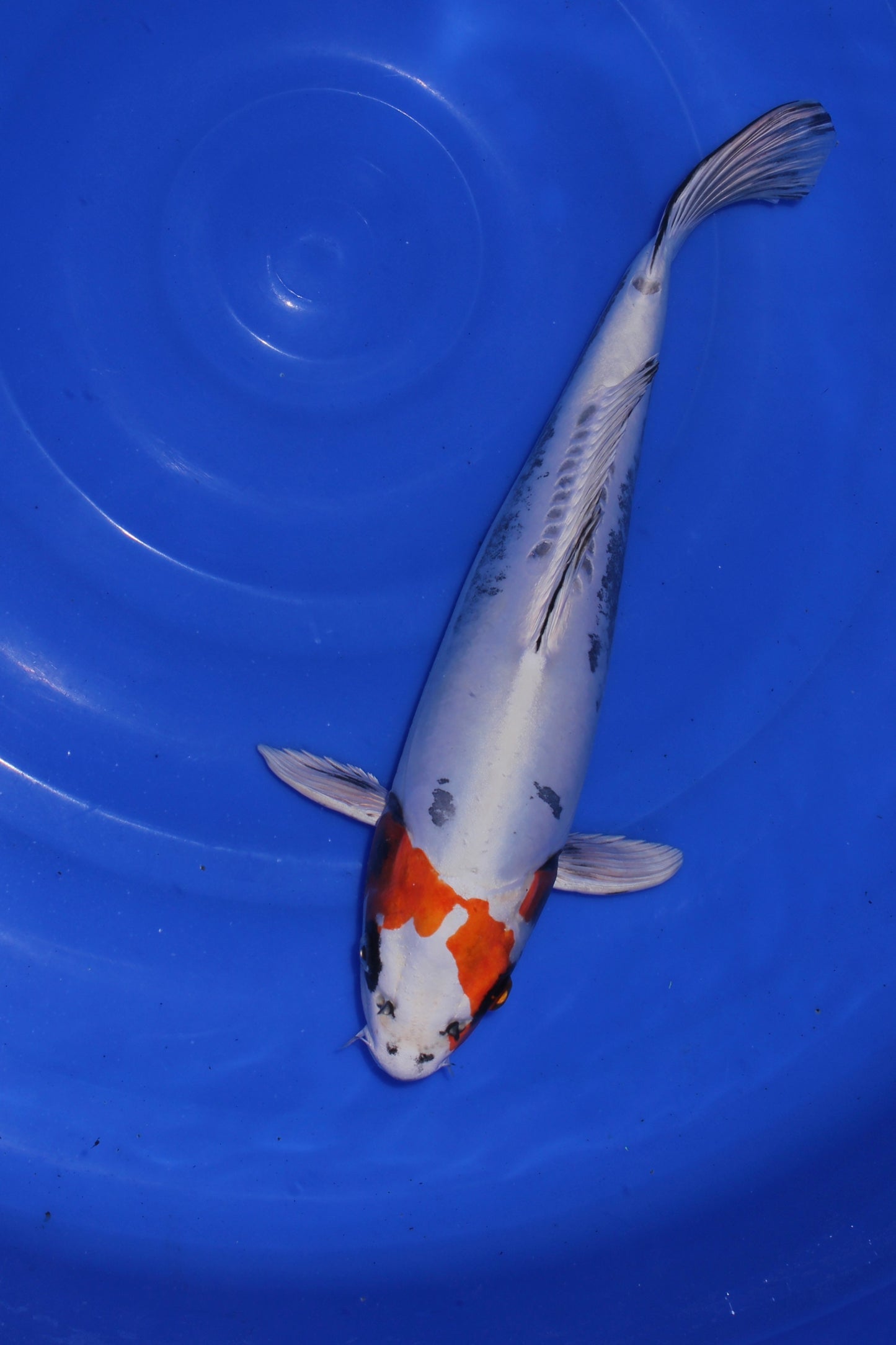 Satomi Koi - Yoshikigoi Tosai 1
