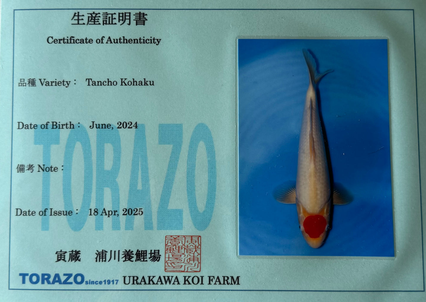 Satomi Koi - Japanese Tosai 75