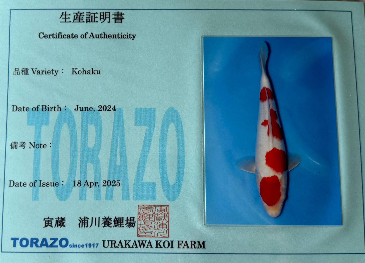 Satomi Koi - Japanese Tosai 75
