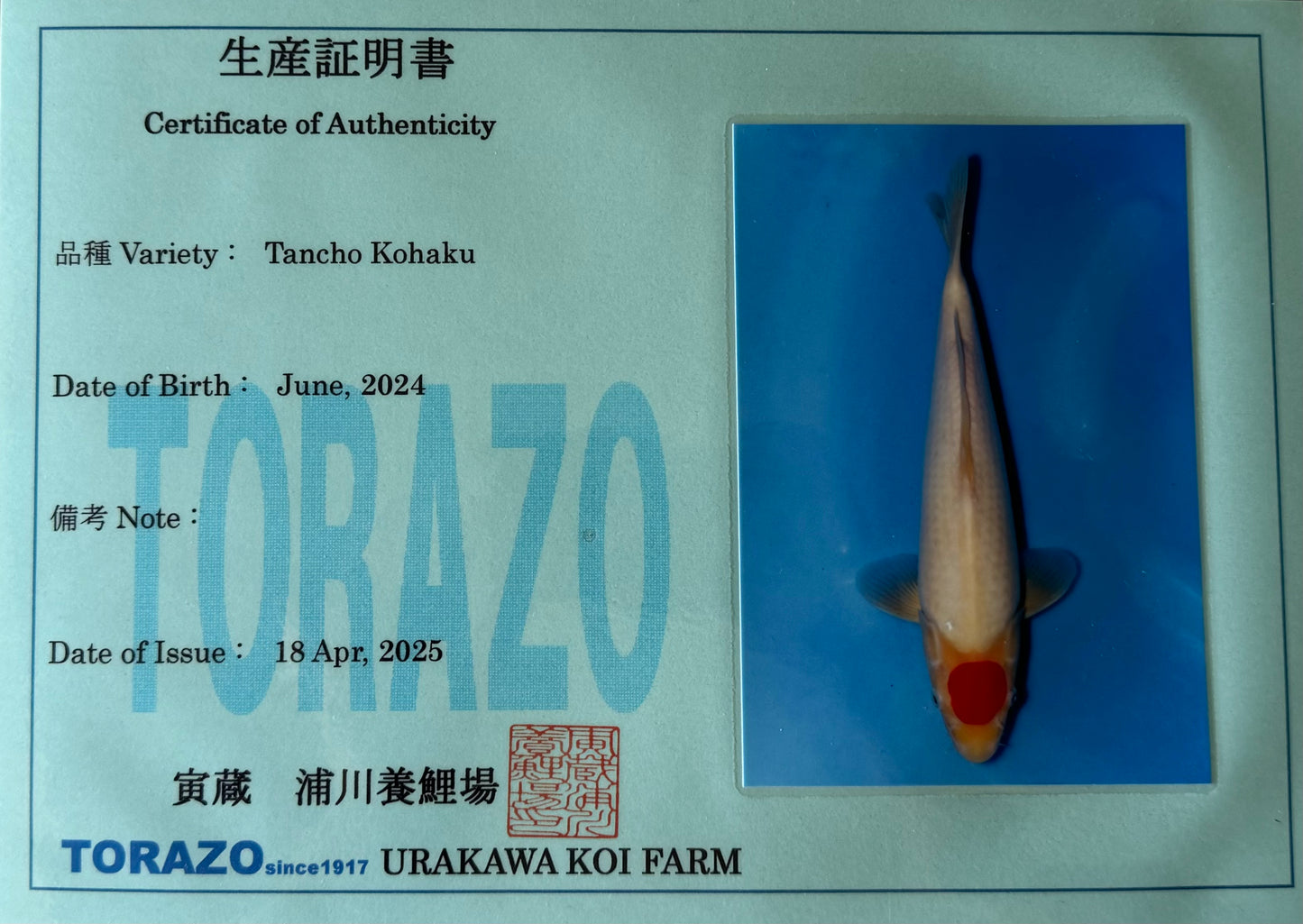 Satomi Koi - Japanese Tosai 75