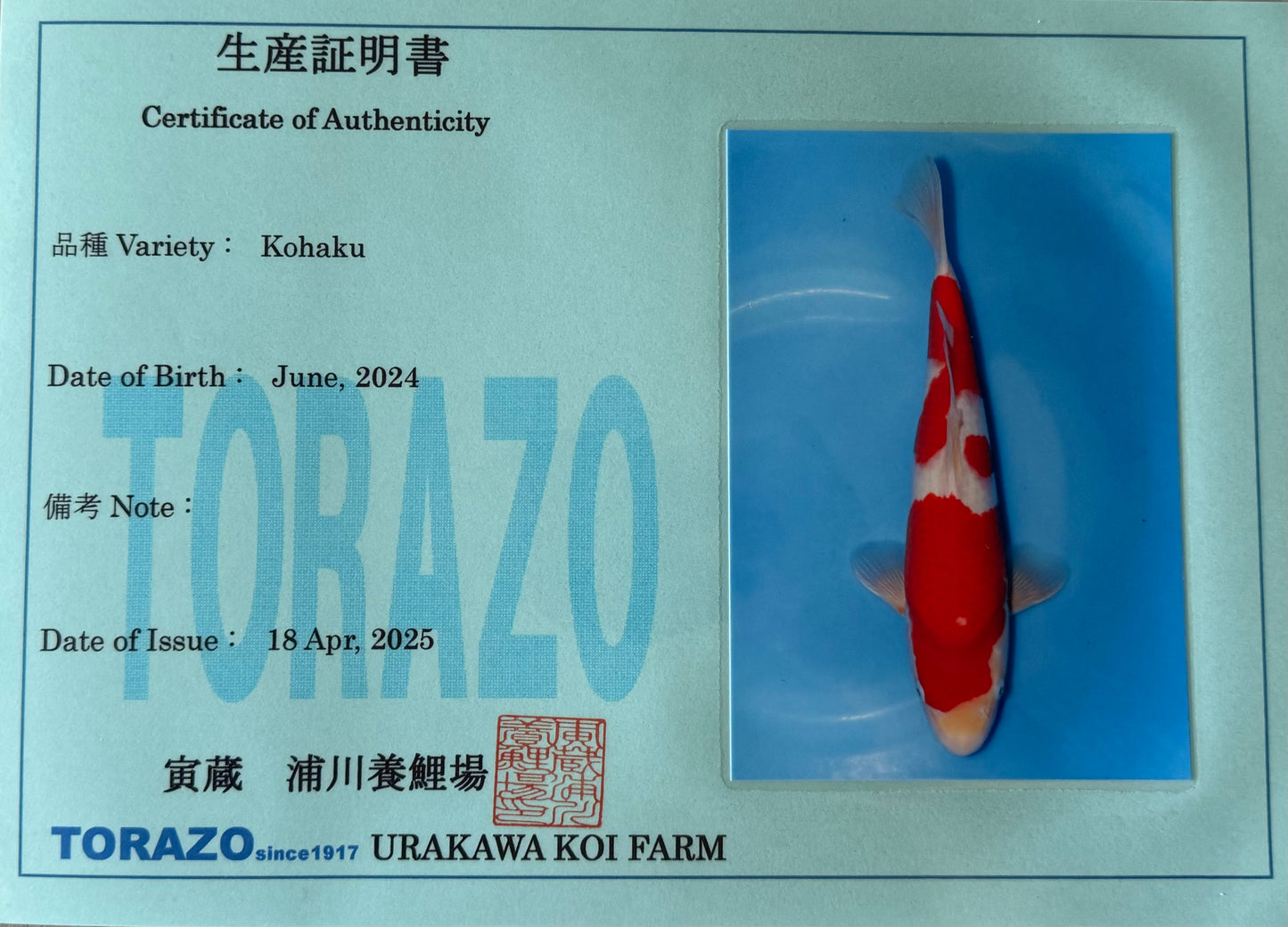Satomi Koi - Japanese Tosai 75