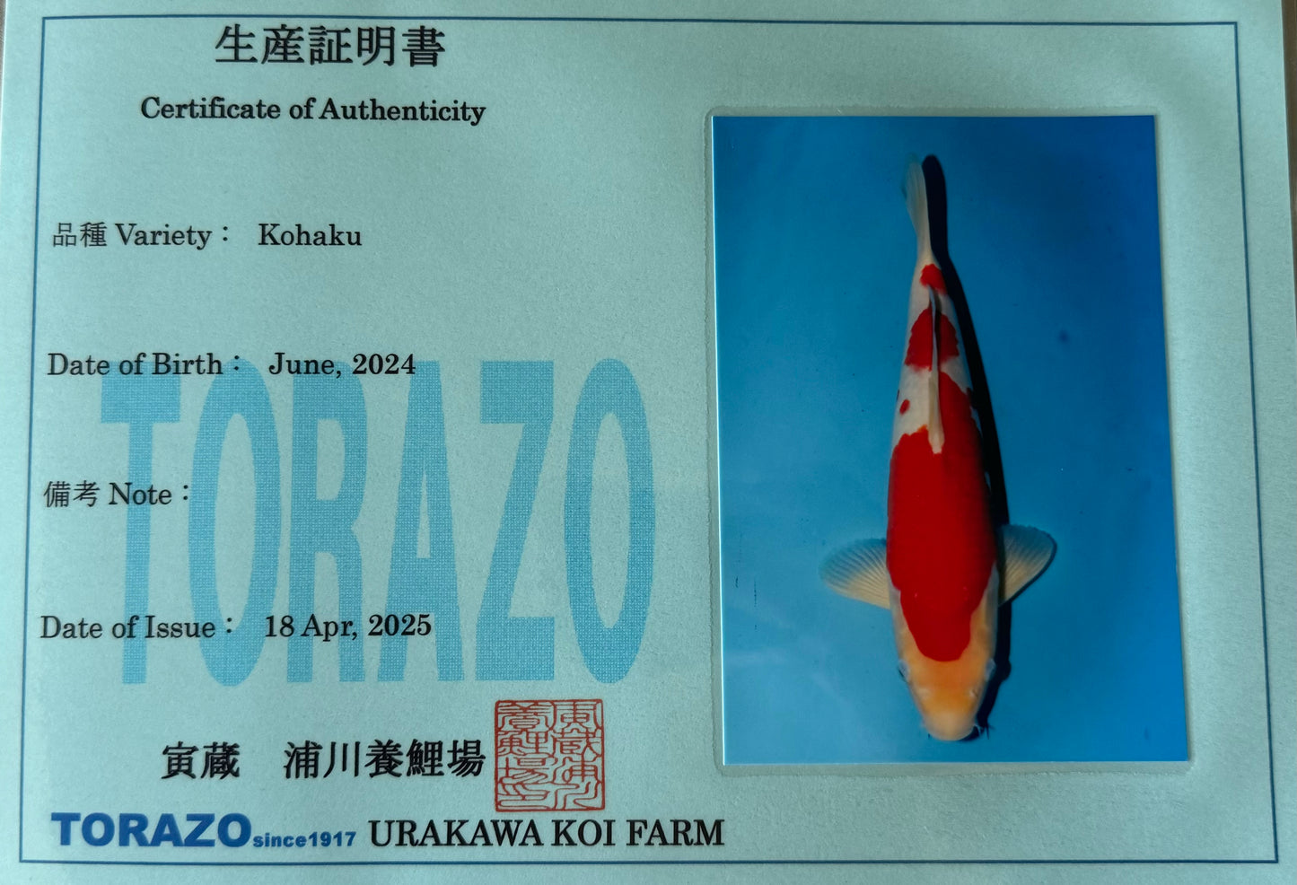 Satomi Koi - Japanese Tosai 75