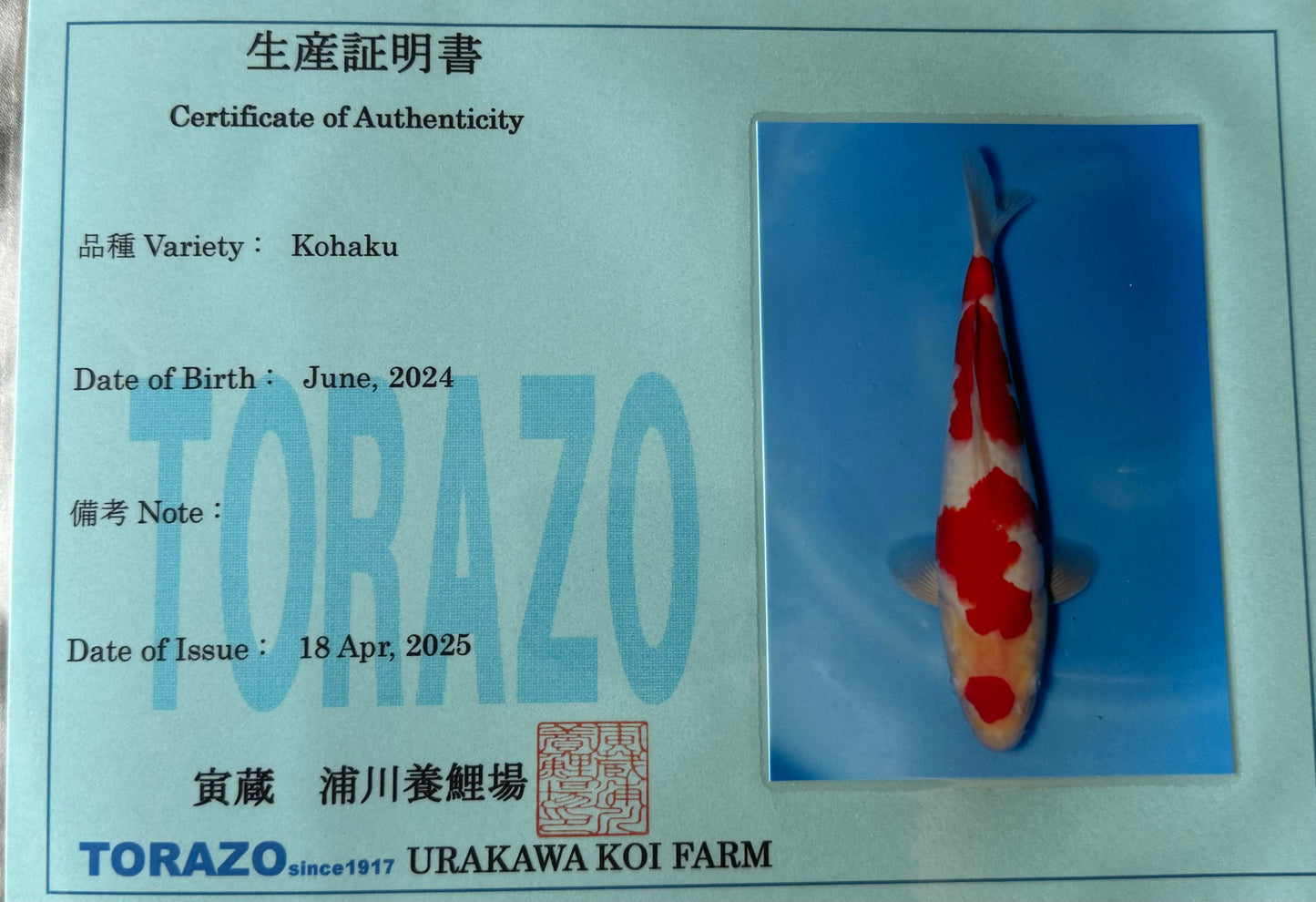 Satomi Koi - Japanese Tosai 75