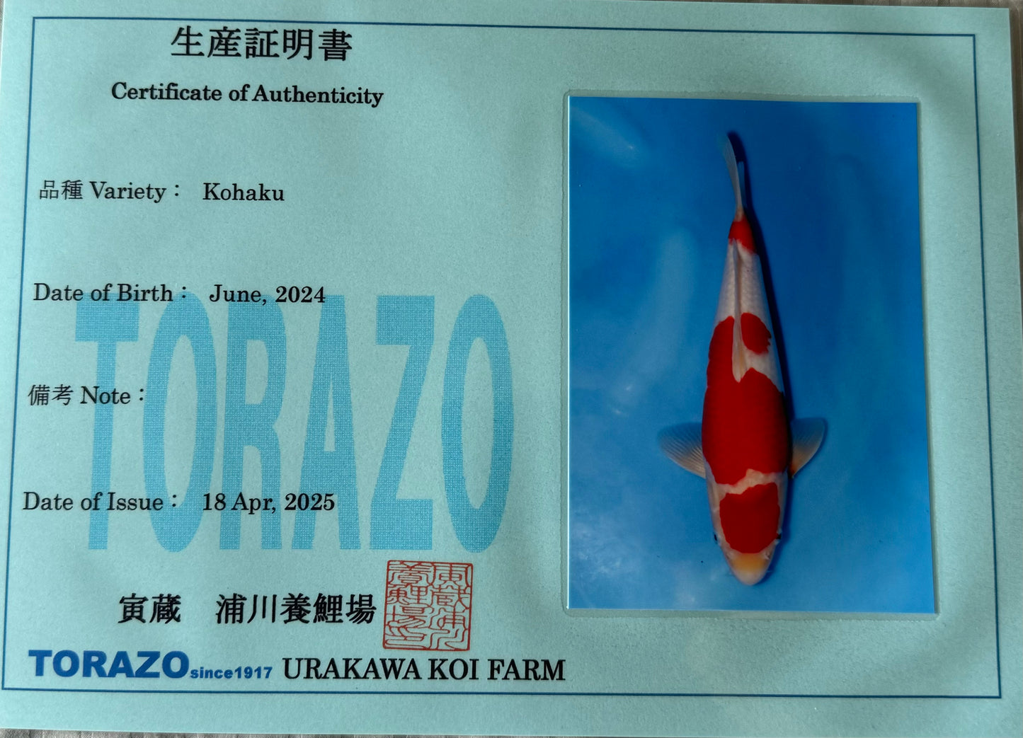 Satomi Koi - Japanese Tosai 75