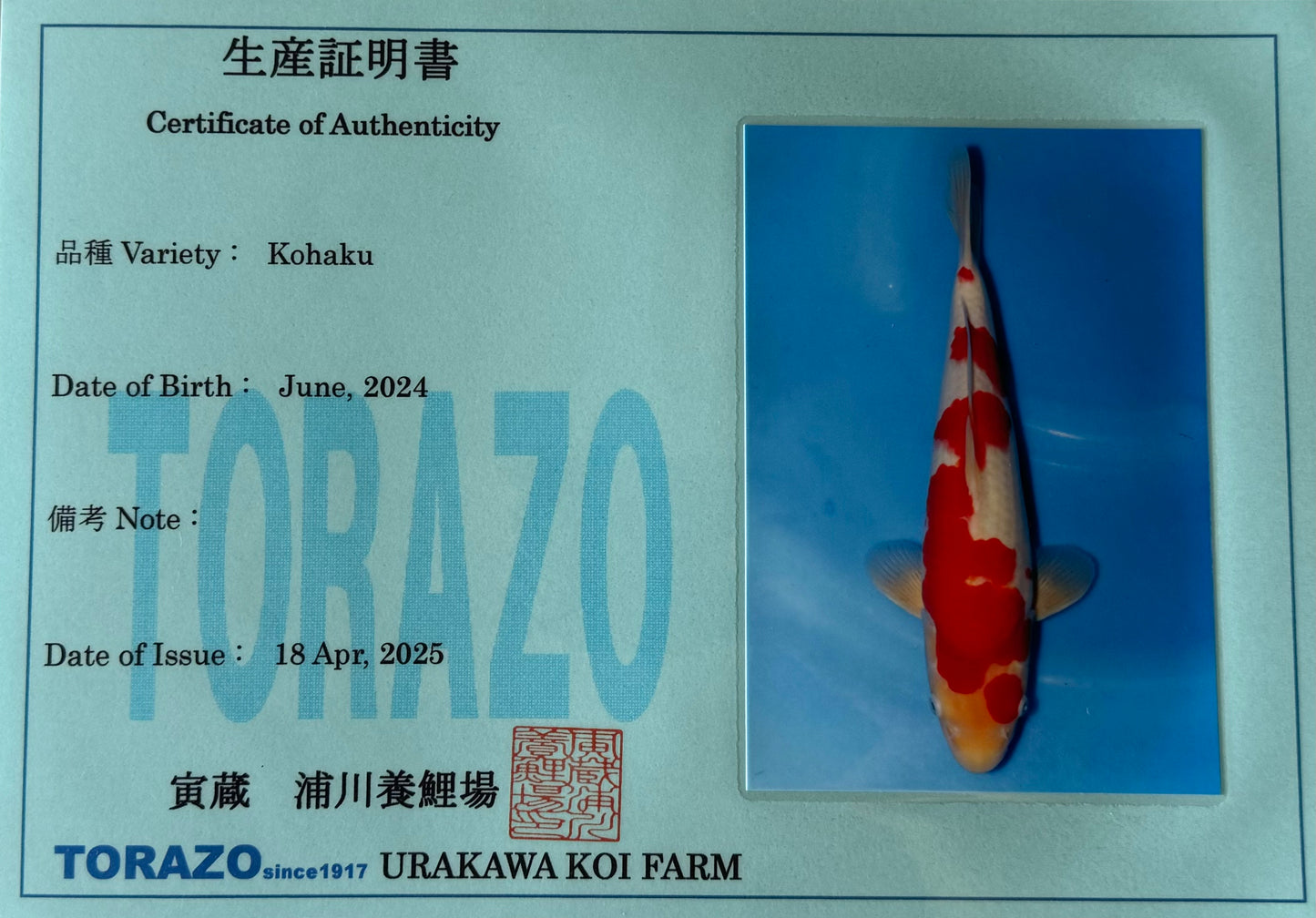 Satomi Koi - Japanese Tosai 75