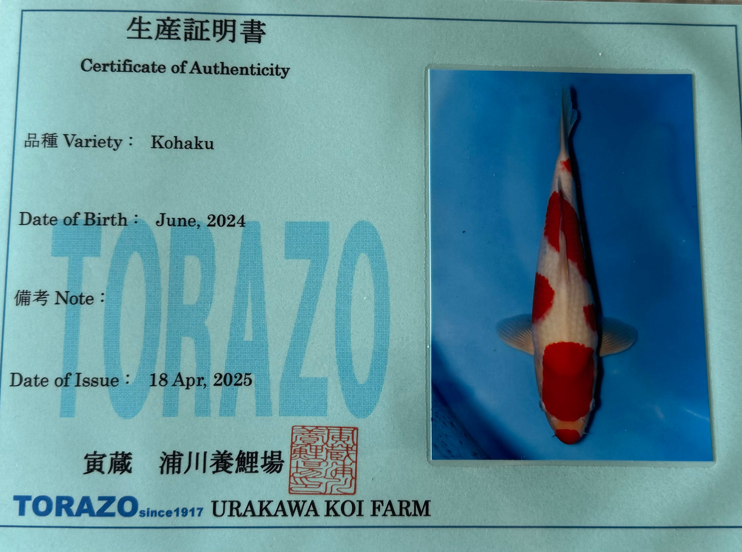 Satomi Koi - Japanese Tosai 75