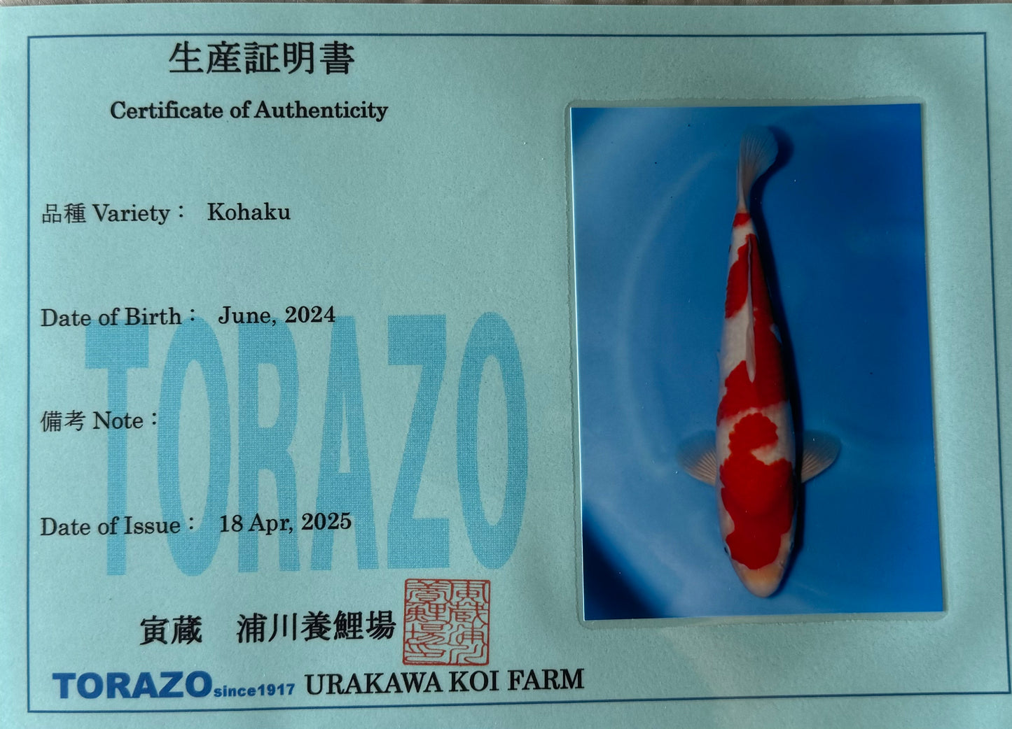 Satomi Koi - Japanese Tosai 75