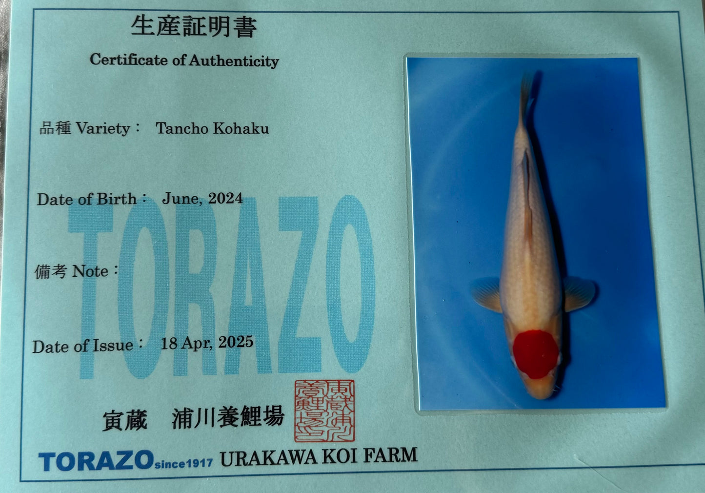 Satomi Koi - Japanese Tosai 75