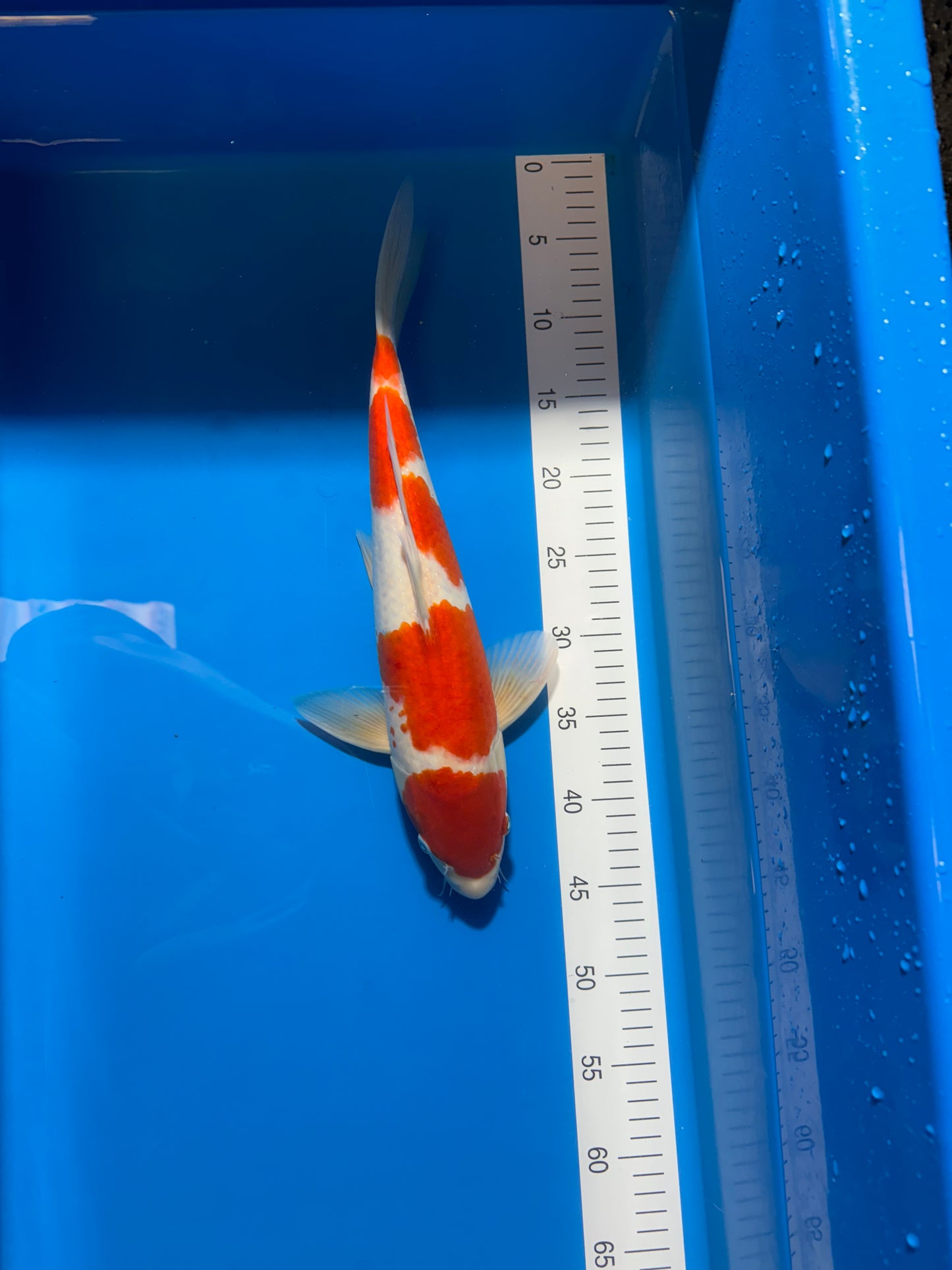 Satomi Koi - Nisai 6