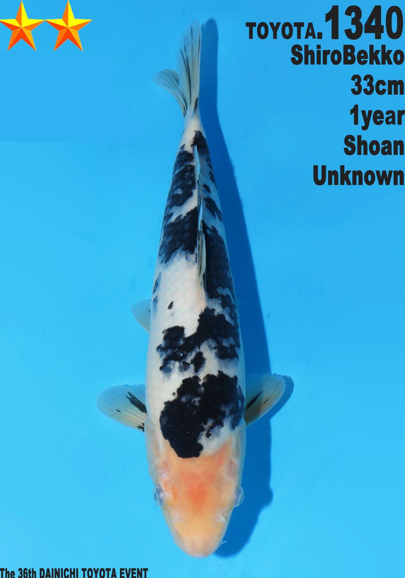 Satomi Koi - Japanese Tosai 21