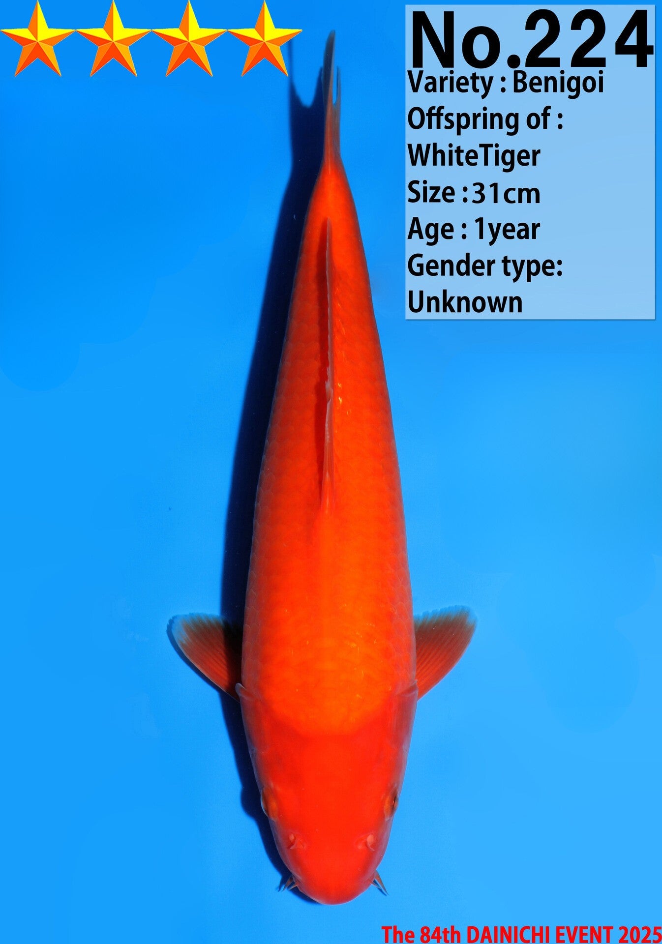 Satomi Koi - Japanese Tosai 66