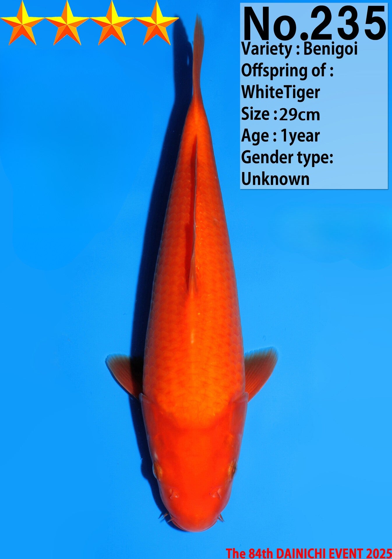 Satomi Koi - Japanese Tosai 65