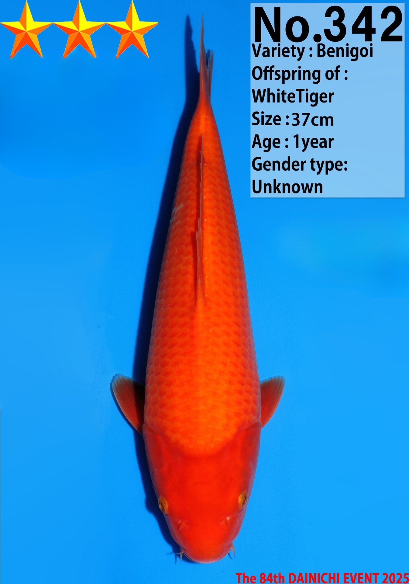 Satomi Koi - Japanese Tosai 69