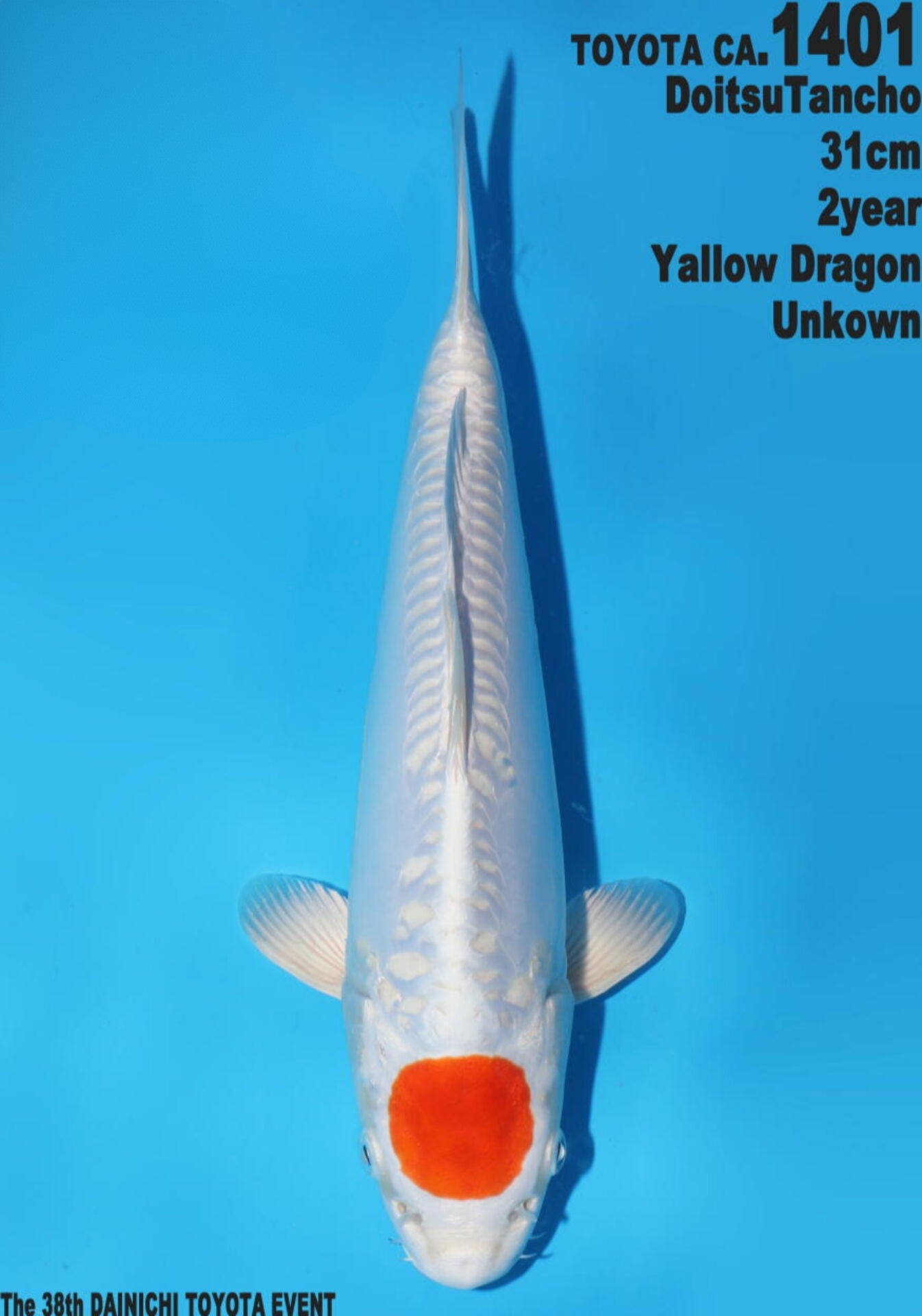 Satomi Koi - Japanese Tosai 73