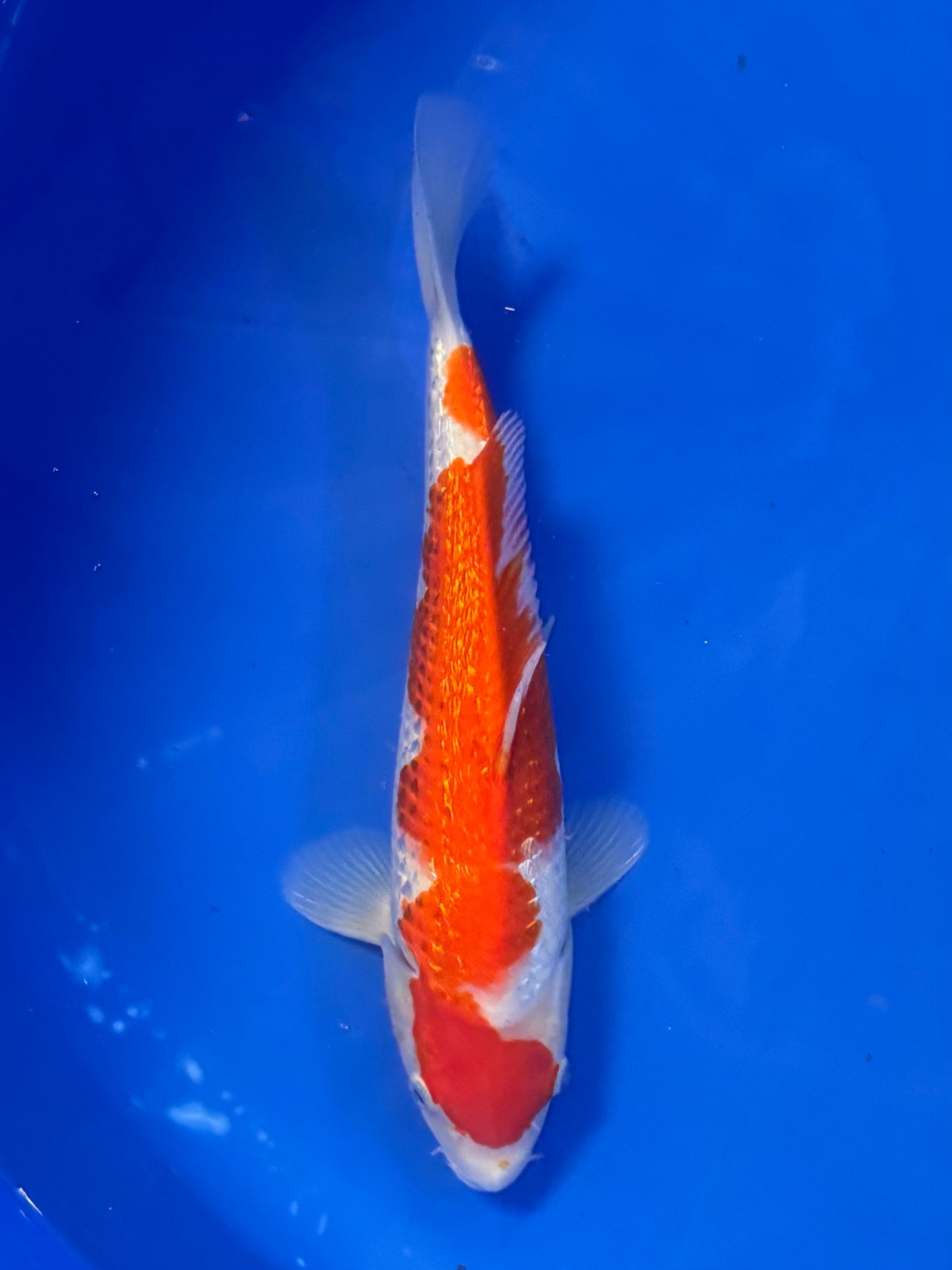 Satomi Koi - Japanese Tosai 78