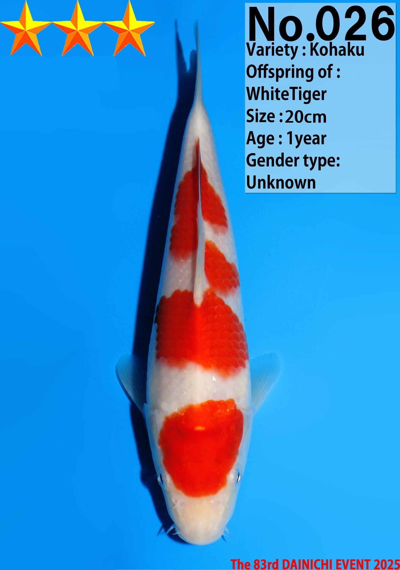Satomi Koi - Japanese Tosai 30