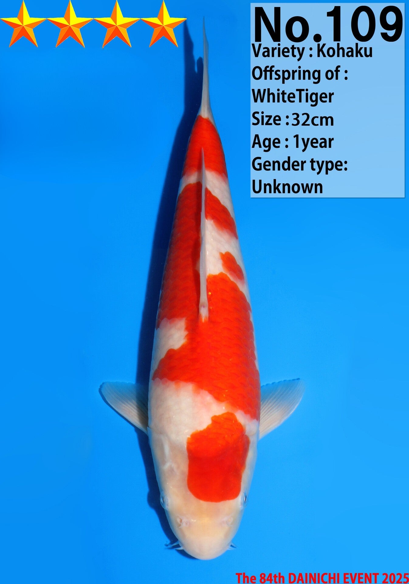Satomi Koi - Japanese Tosai 64