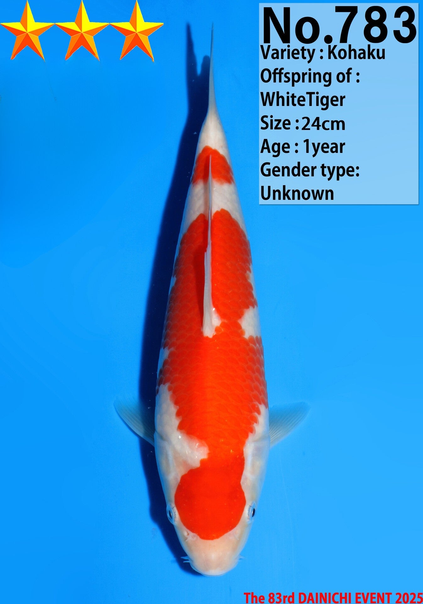 Satomi Koi - Japanese Tosai 44