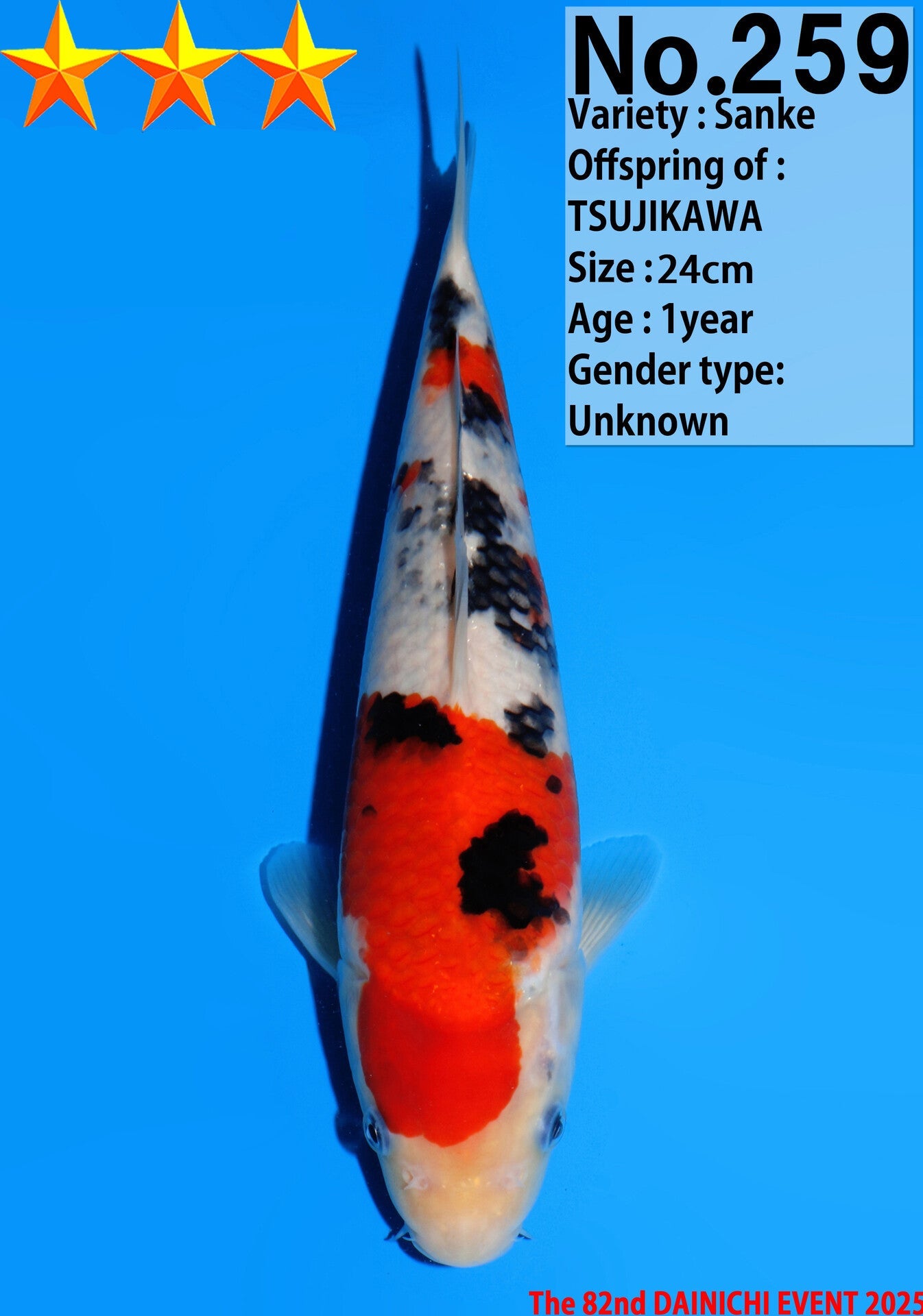 Satomi Koi - Japanese Tosai 29
