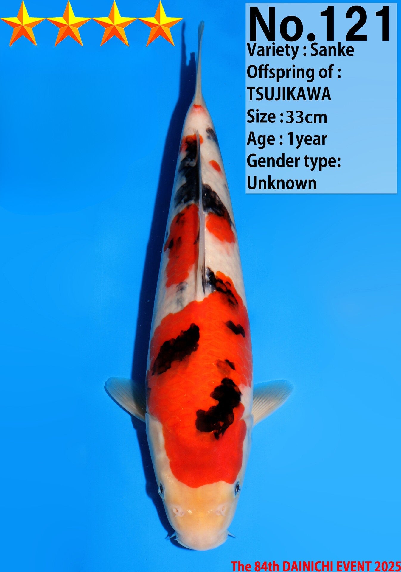Satomi Koi - Japanese Tosai 63