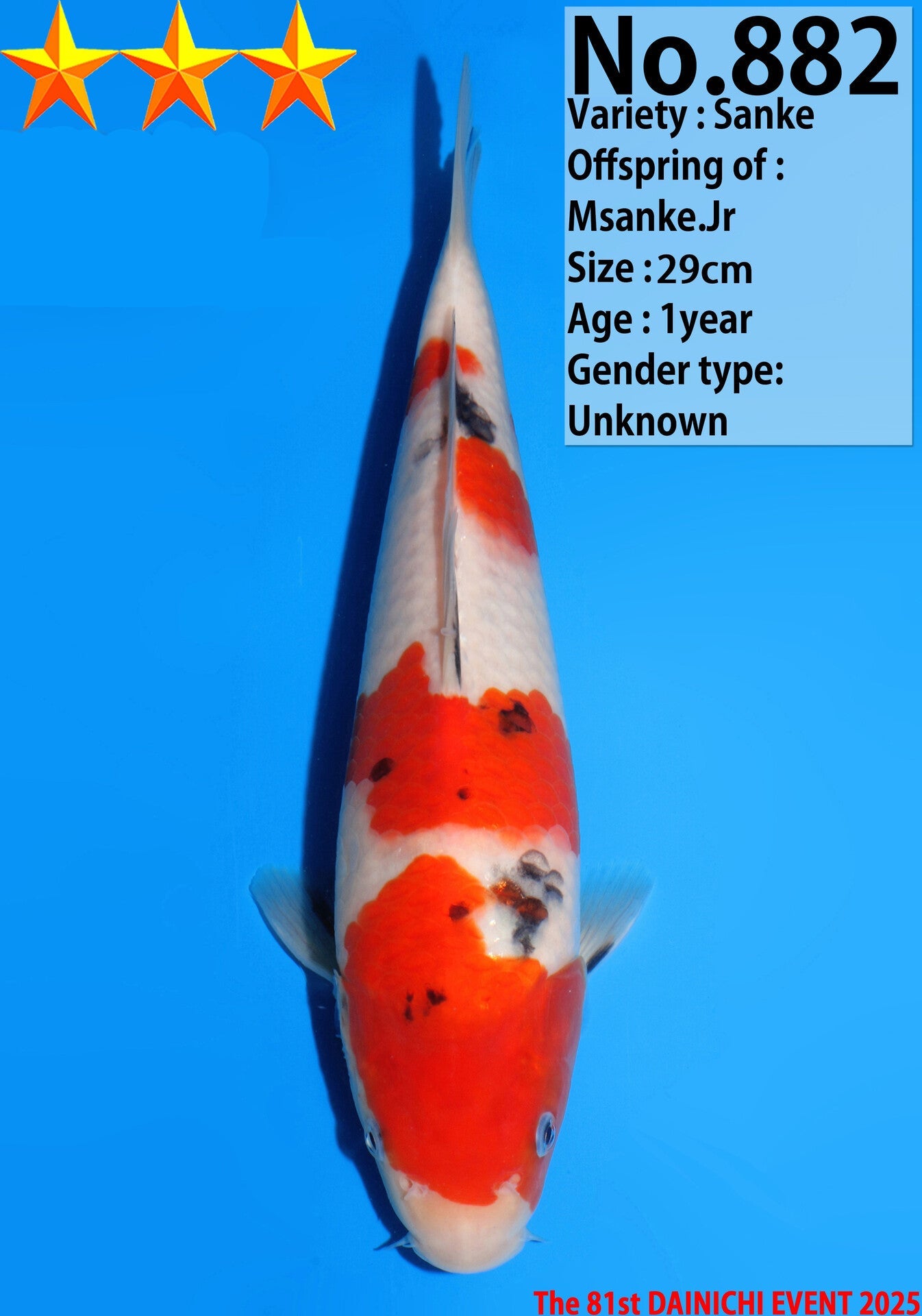 Satomi Koi - Japanese Tosai 13