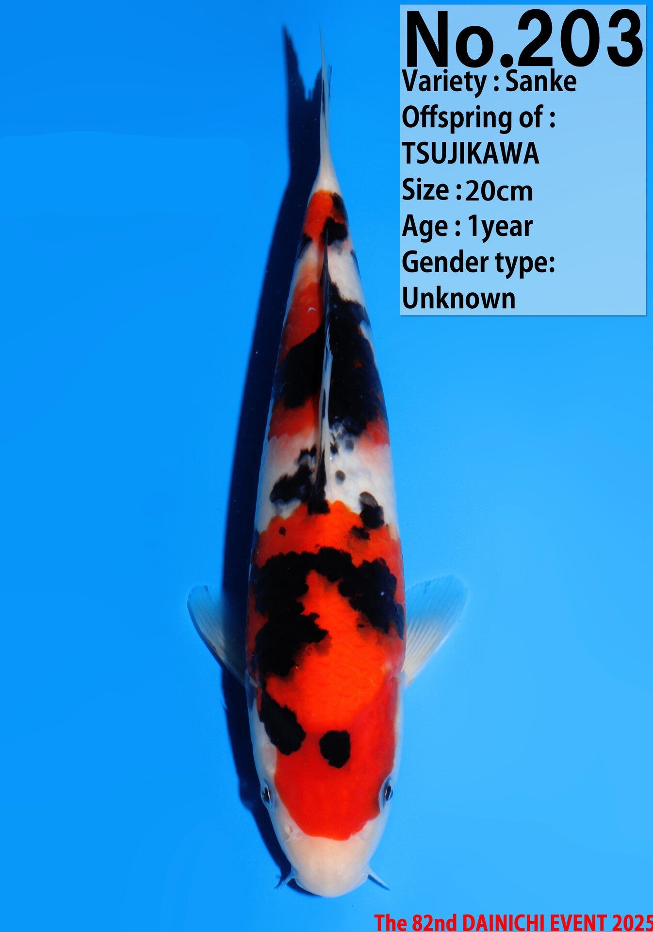 Satomi Koi - Japanese Tosai 28