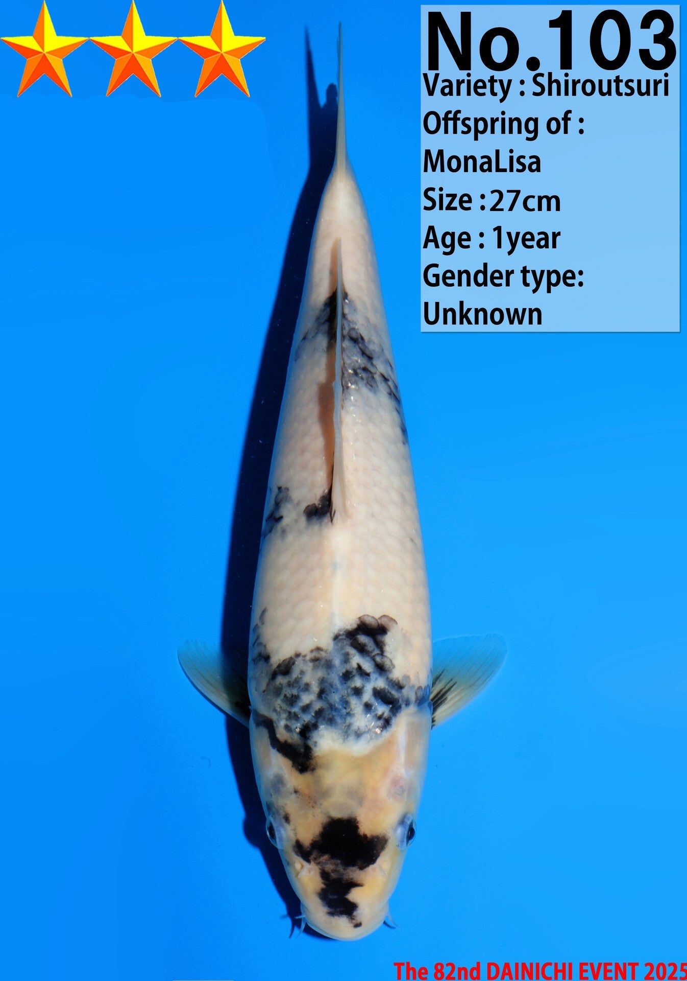 Satomi Koi - Japanese Tosai 22