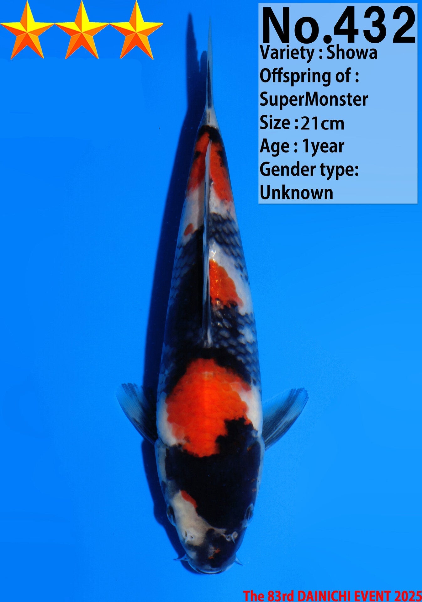 Satomi Koi - Japanese Tosai 31