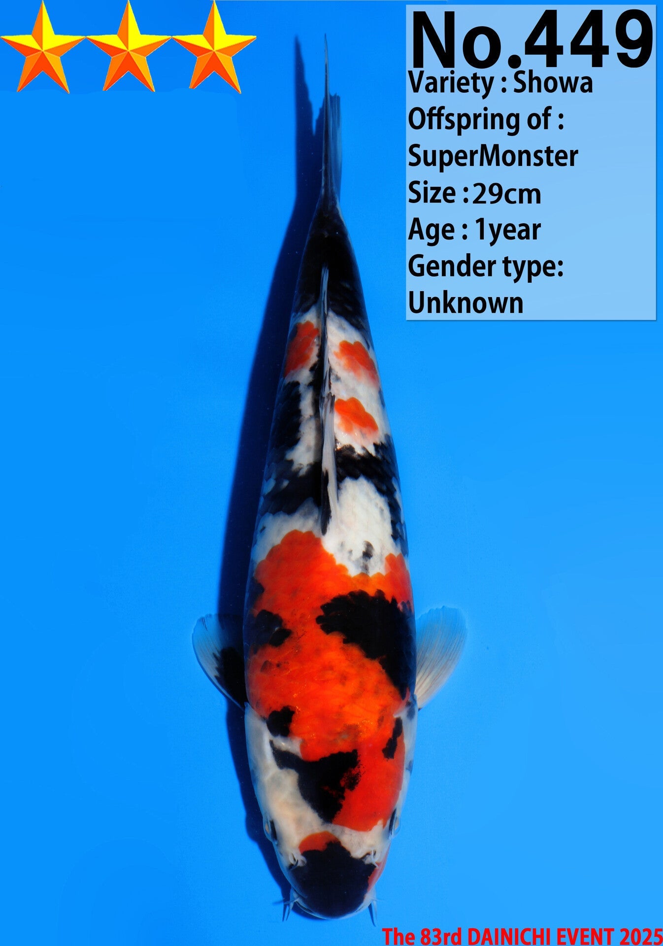 Satomi Koi - Japanese Tosai 33