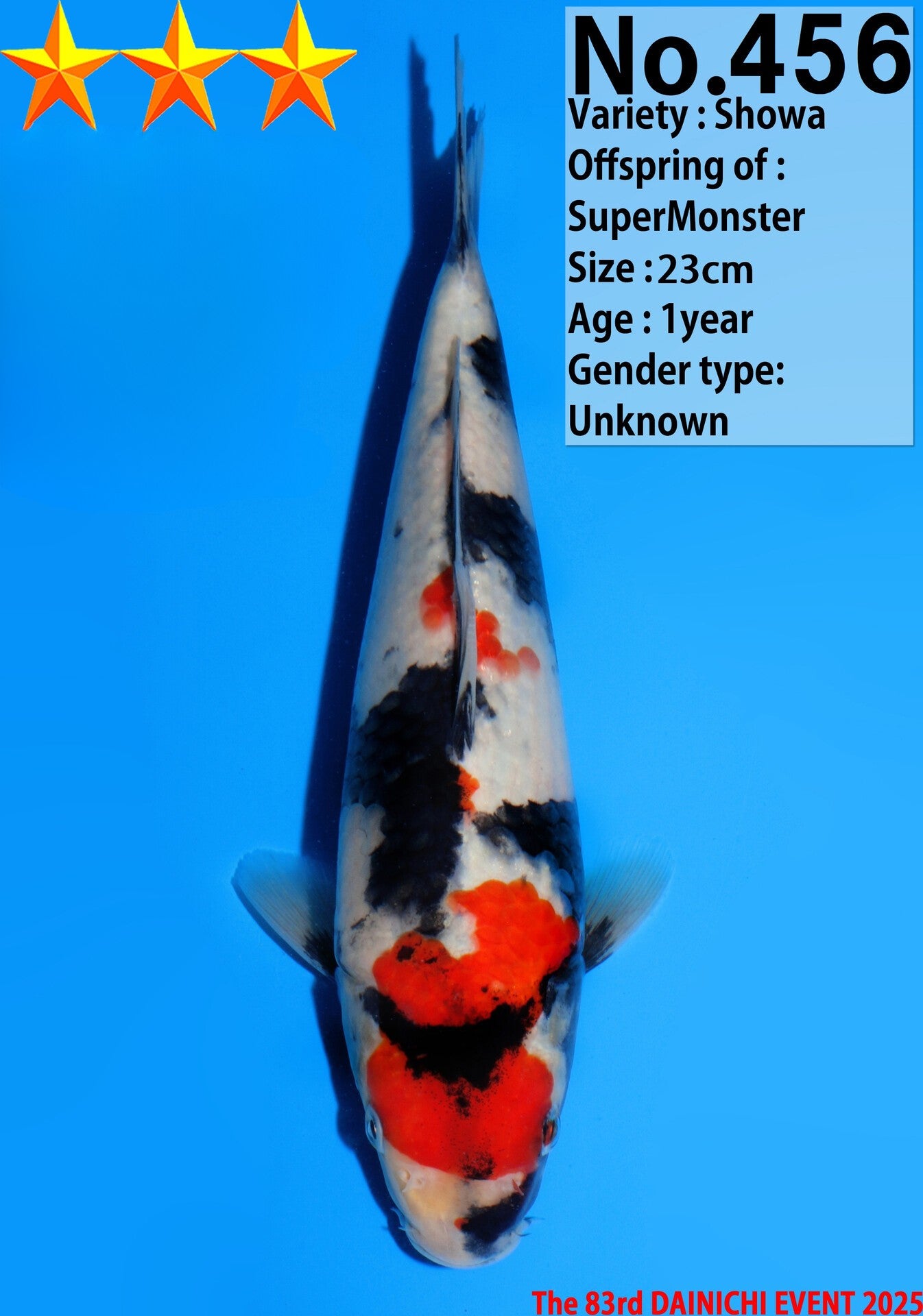 Satomi Koi - Japanese Tosai 37
