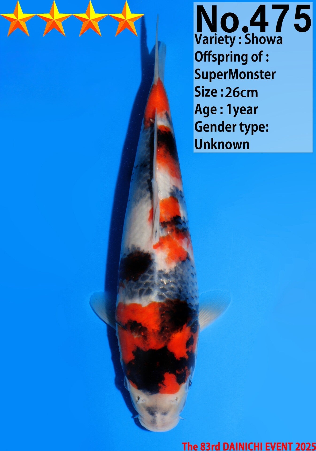 Satomi Koi - Japanese Tosai 54