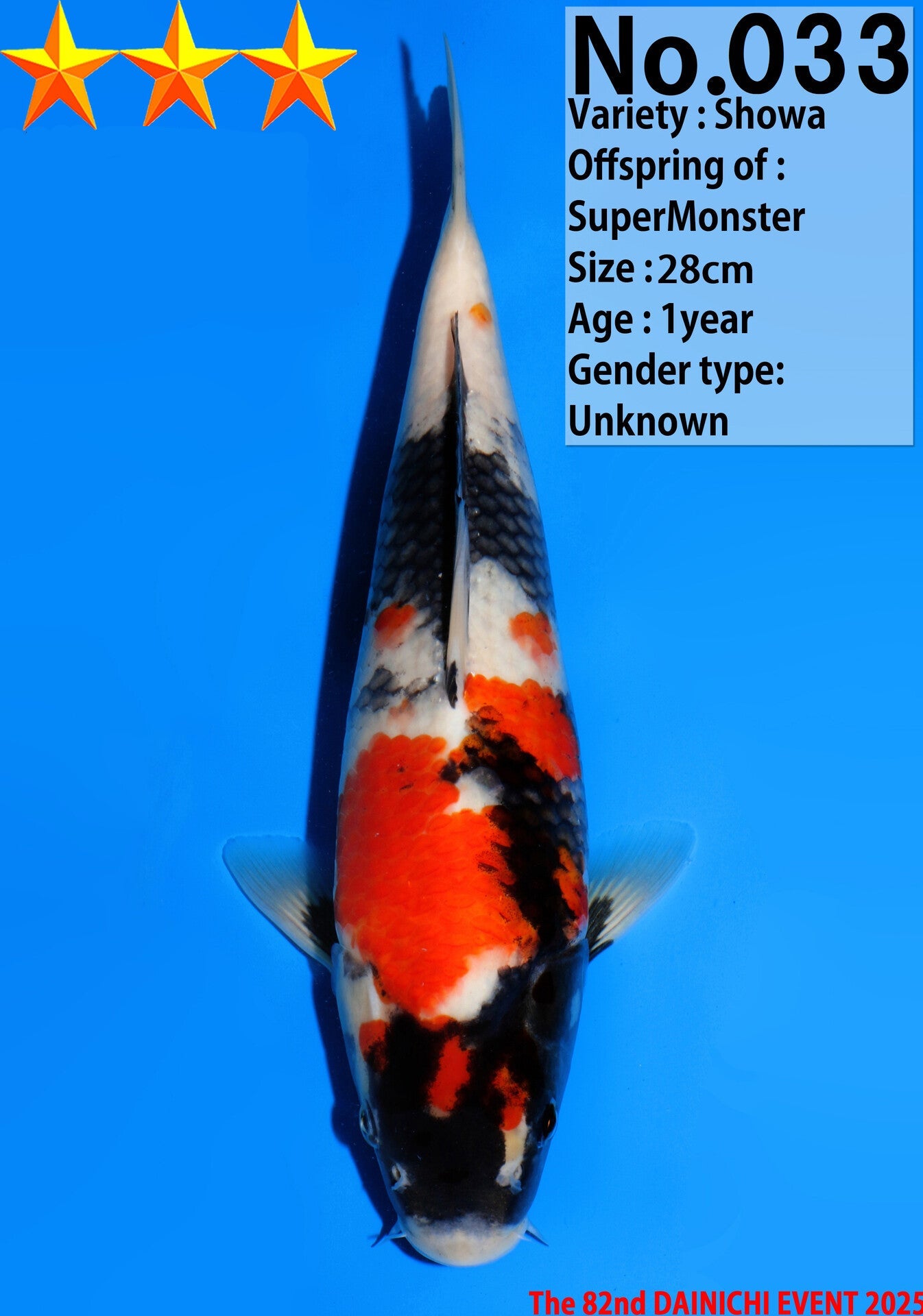 Satomi Koi - Japanese Tosai 24