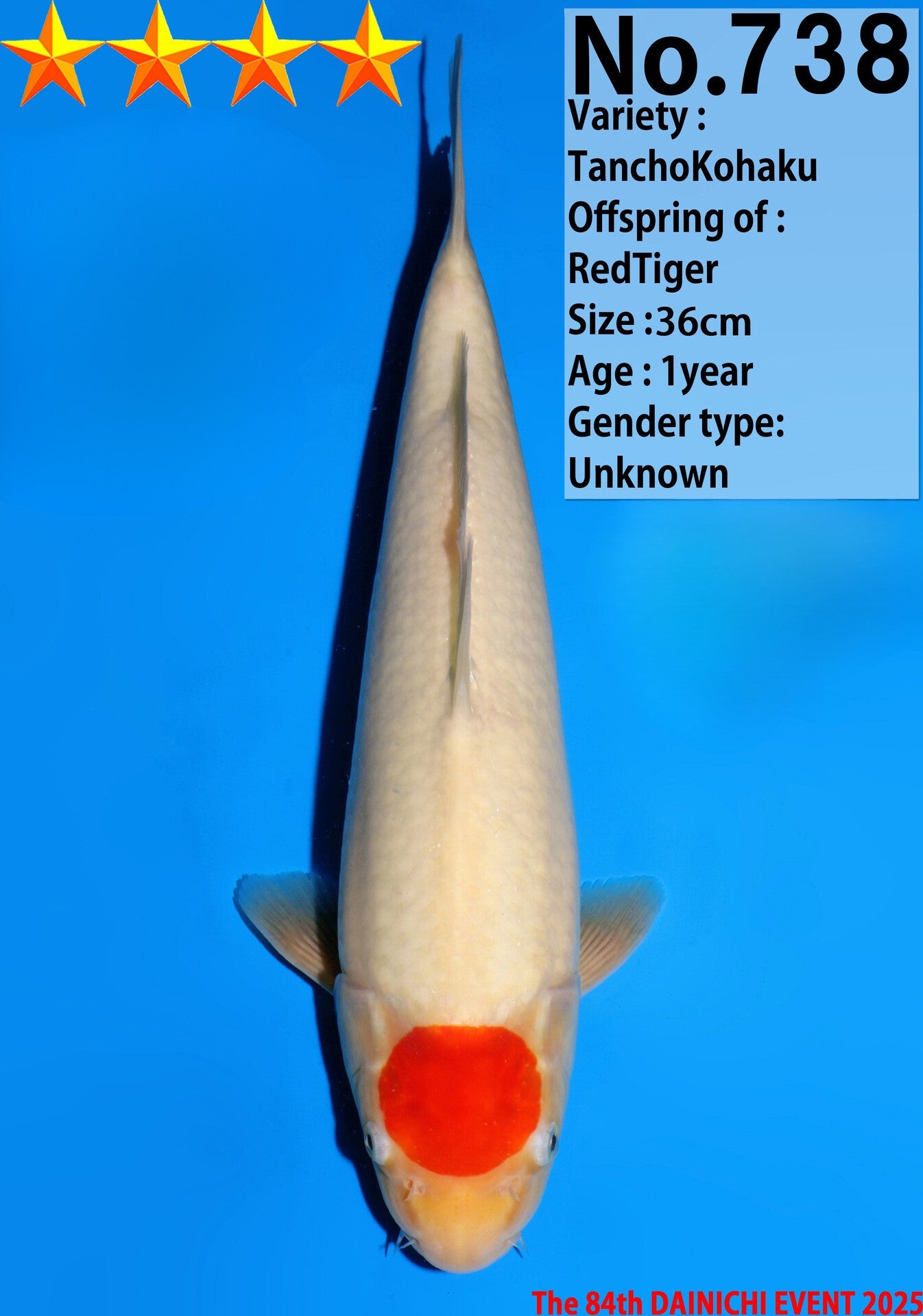 Satomi Koi - Japanese Tosai 71