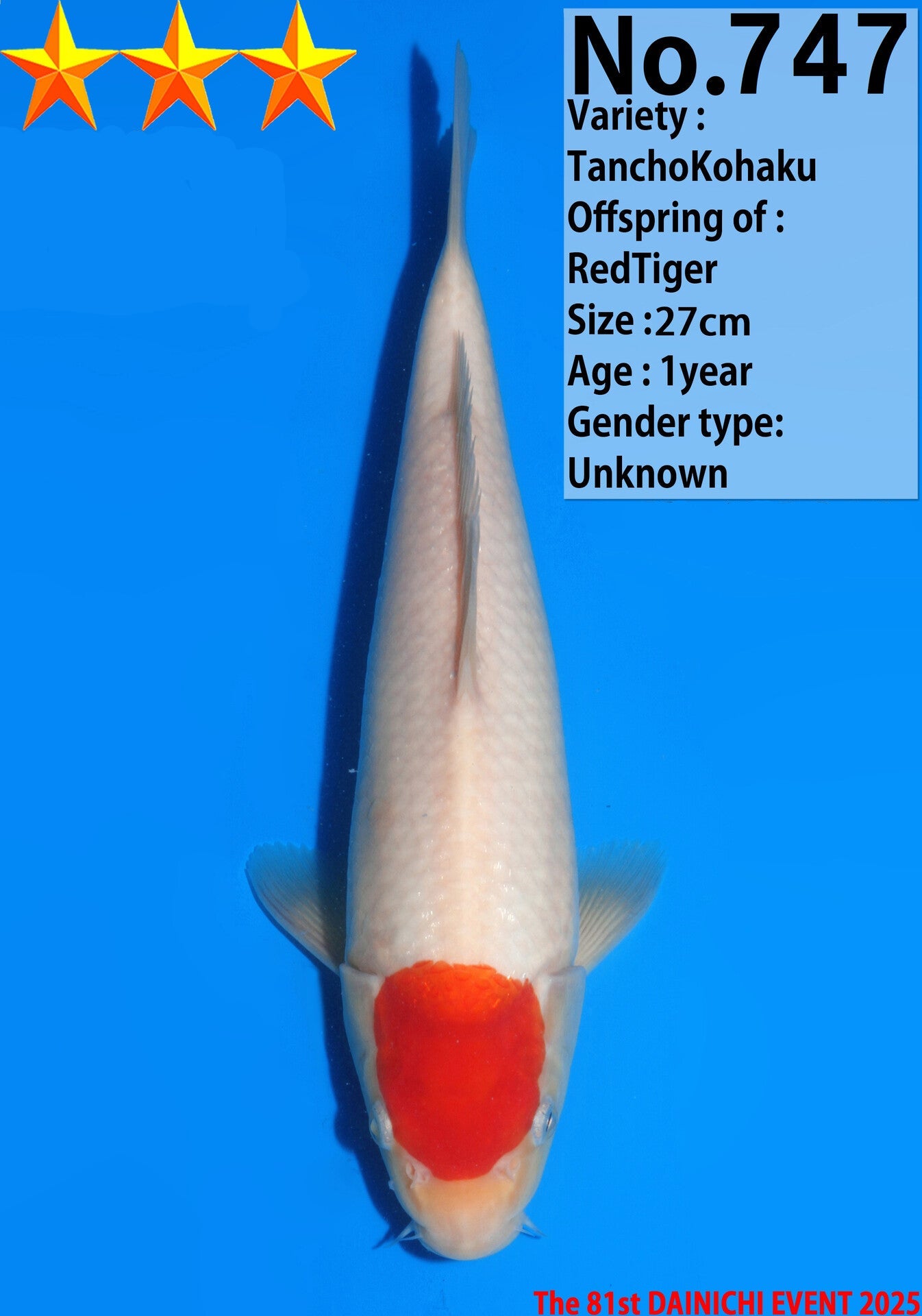 Satomi Koi - Japanese Tosai 11