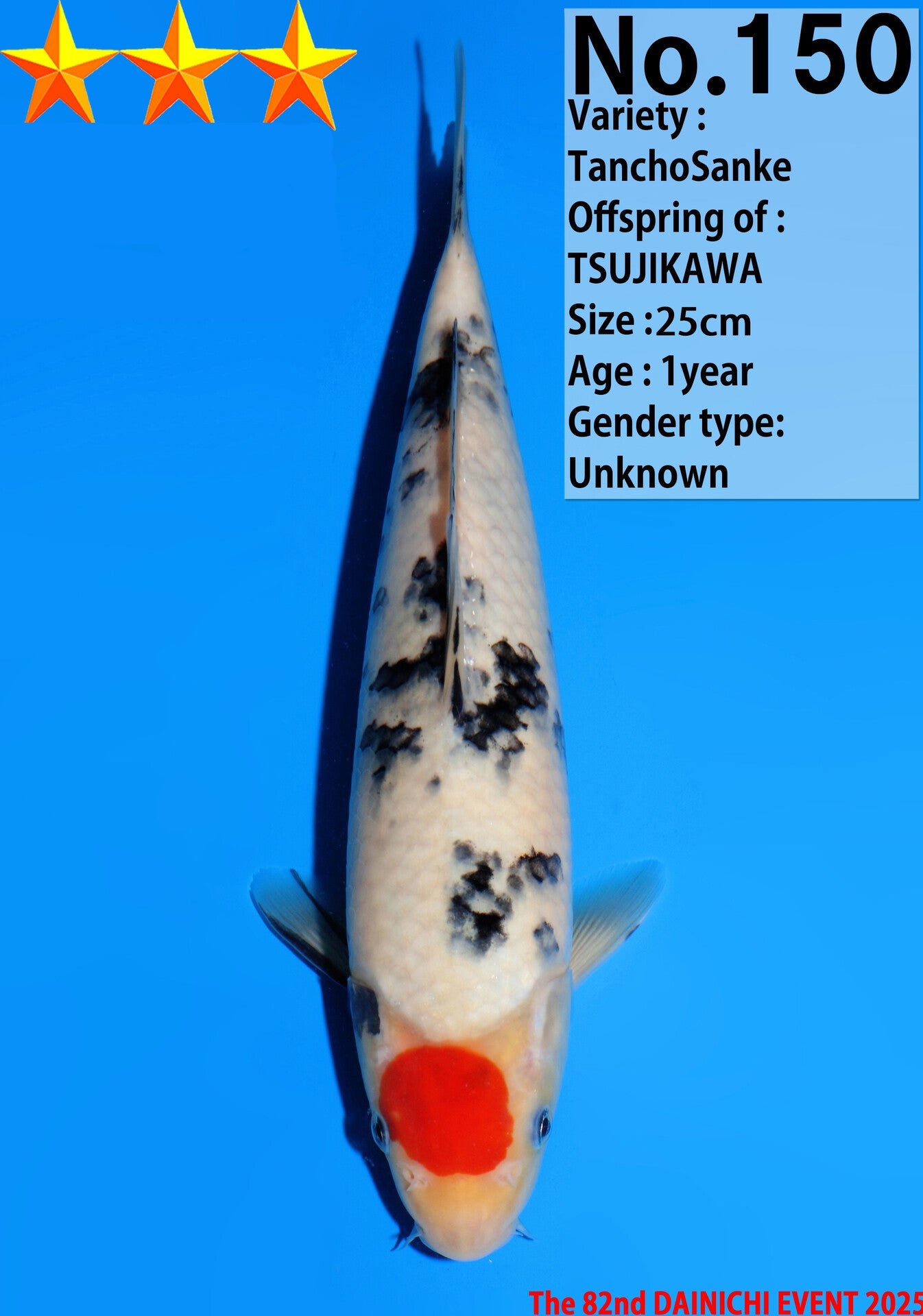 Satomi Koi - Japanese Tosai 27
