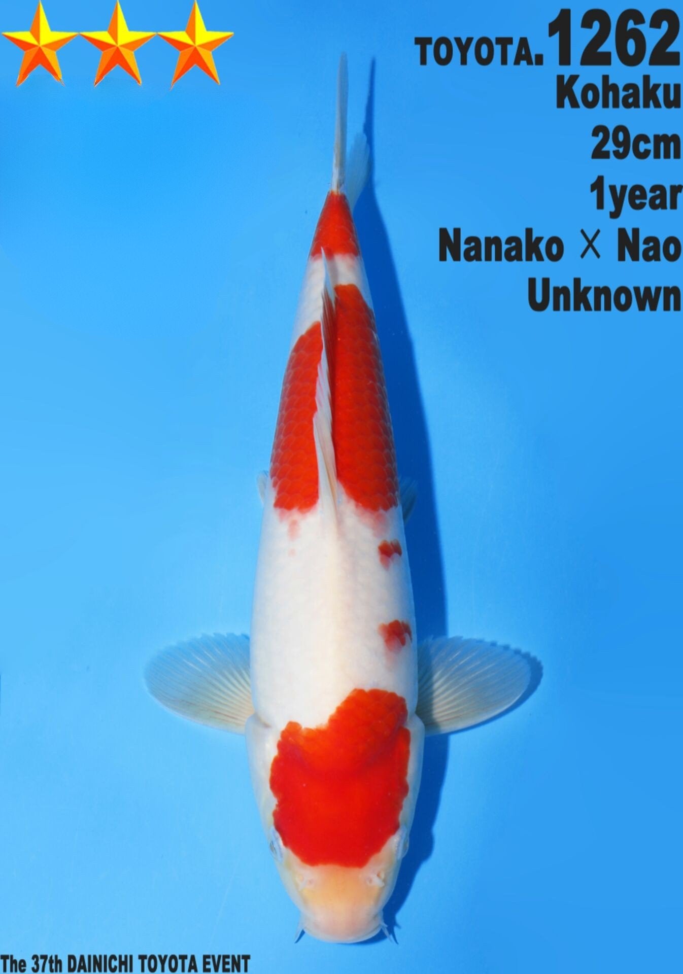 Satomi Koi - Japanese Tosai 53